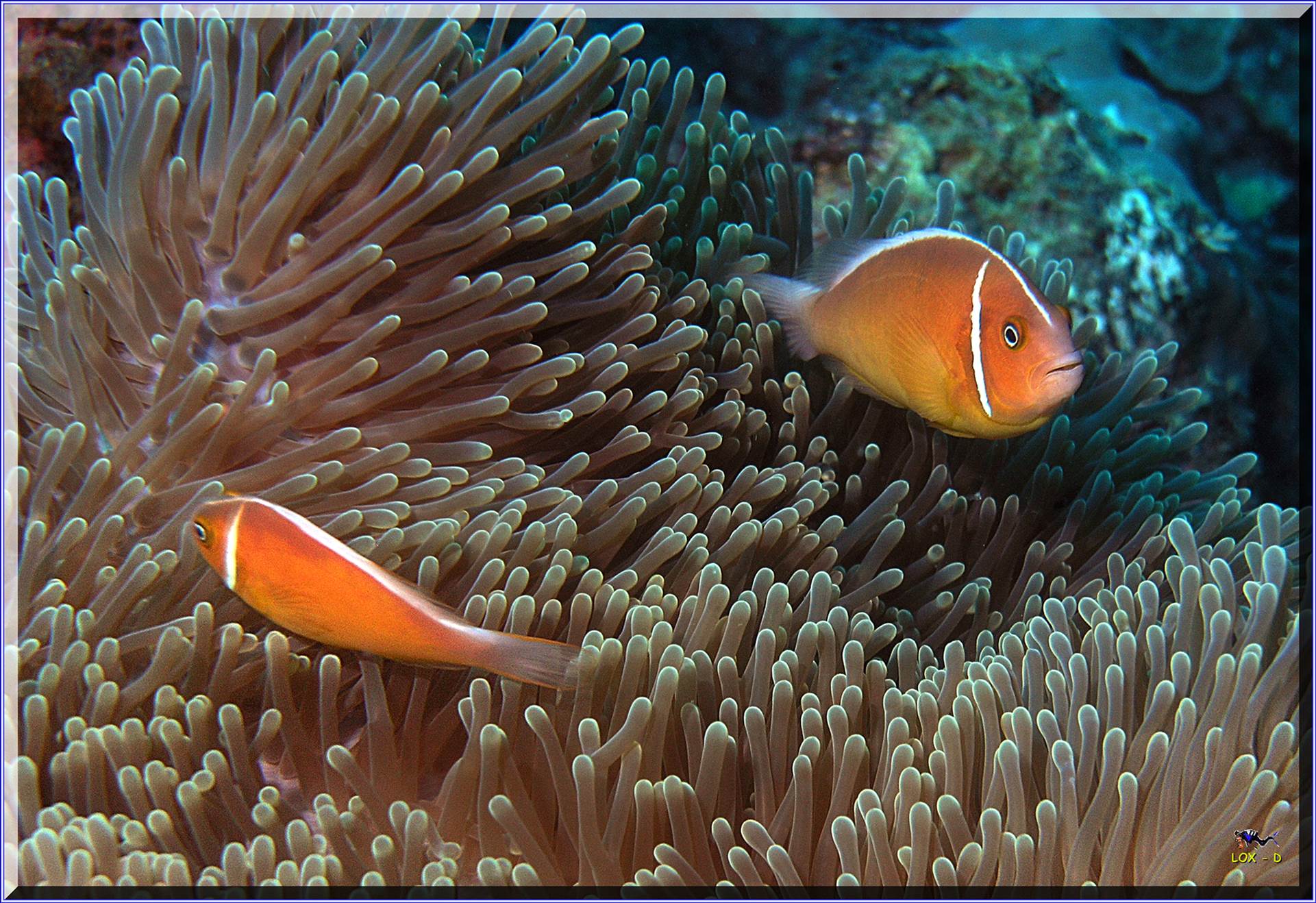 LoxPix Sub-Aqua Image