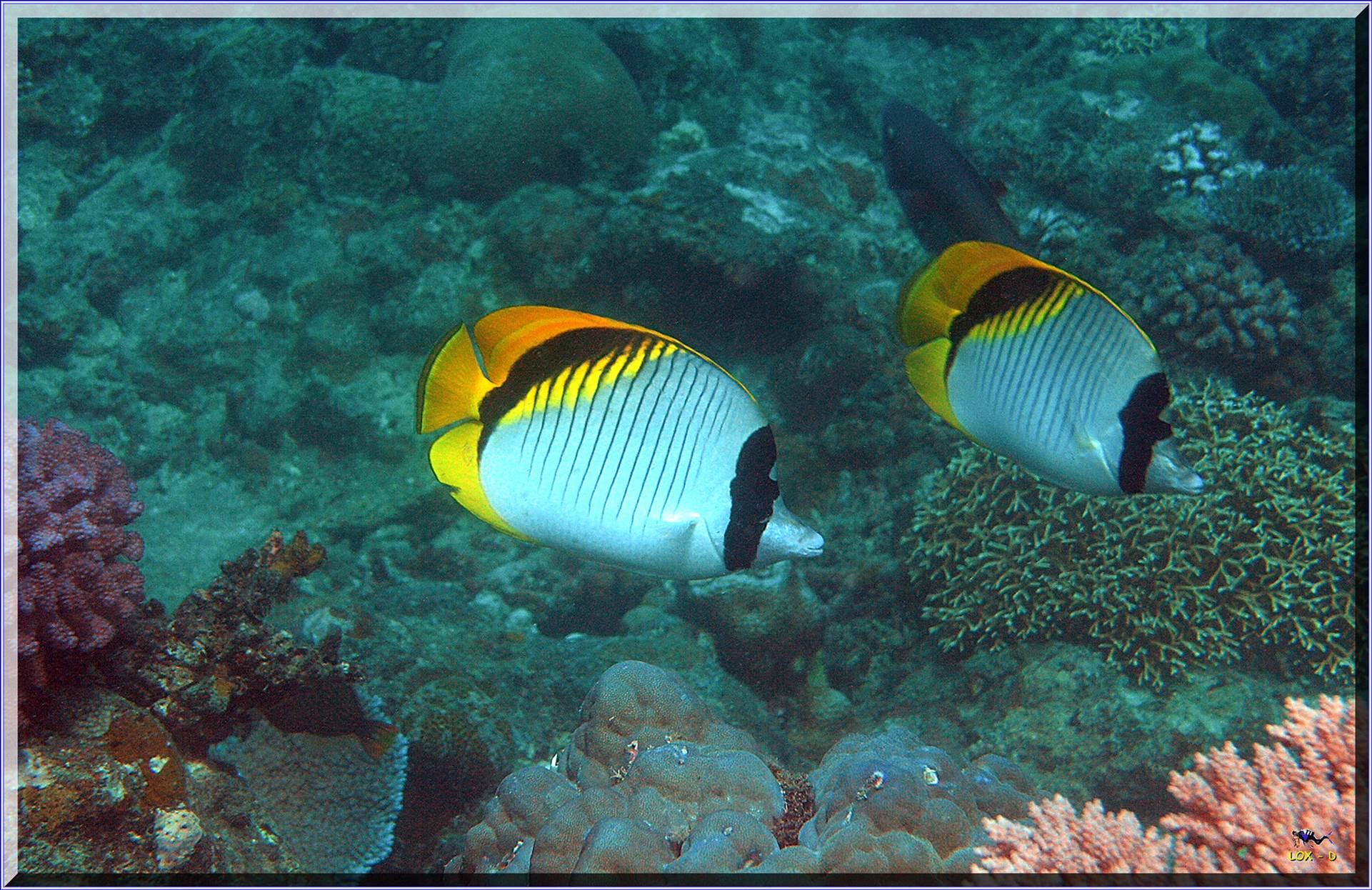 LoxPix Sub-Aqua Image