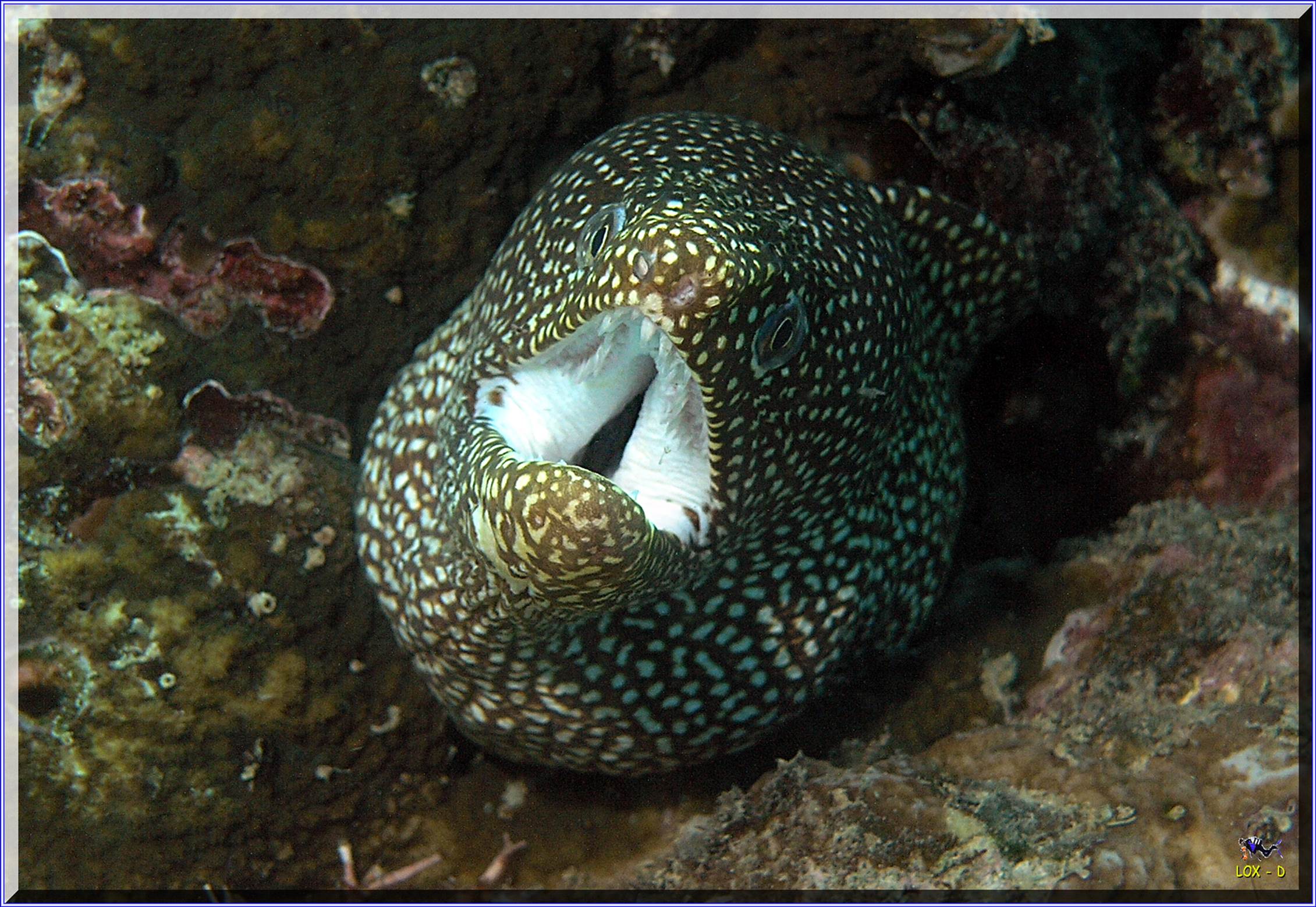 LoxPix Sub-Aqua Image