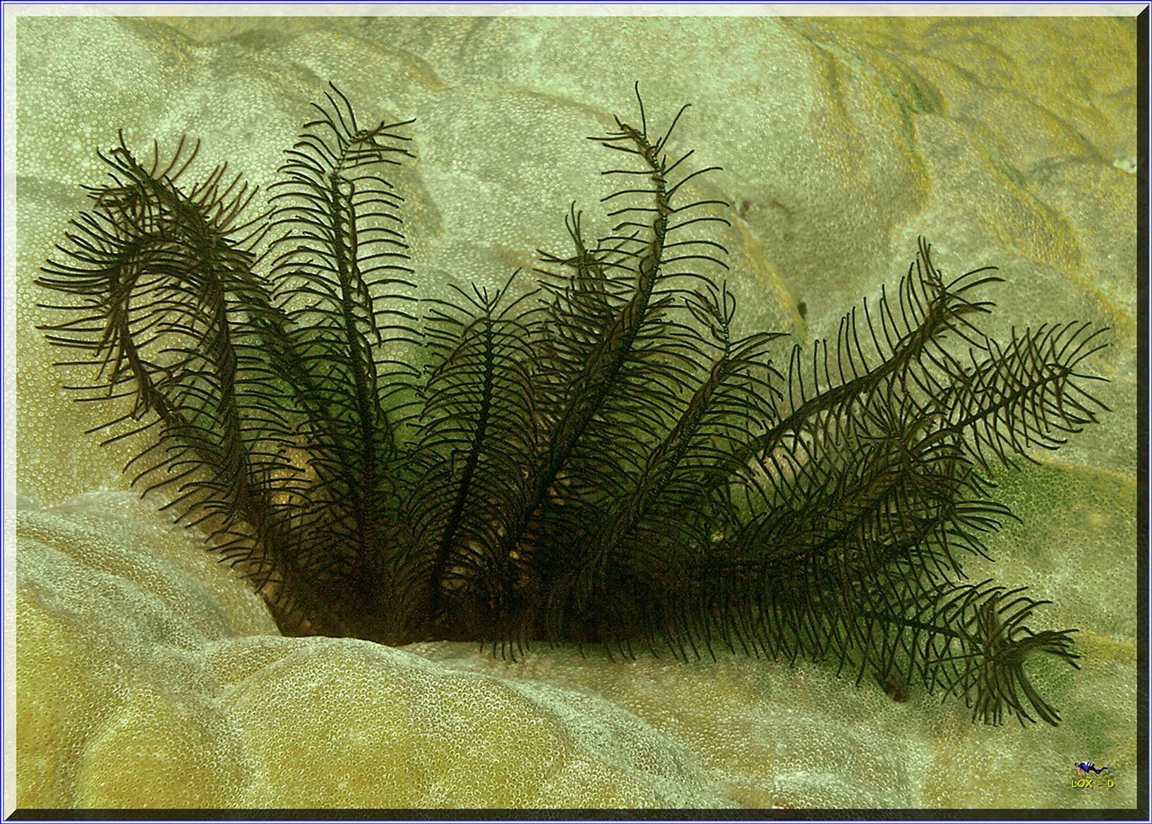 LoxPix Sub-Aqua Image