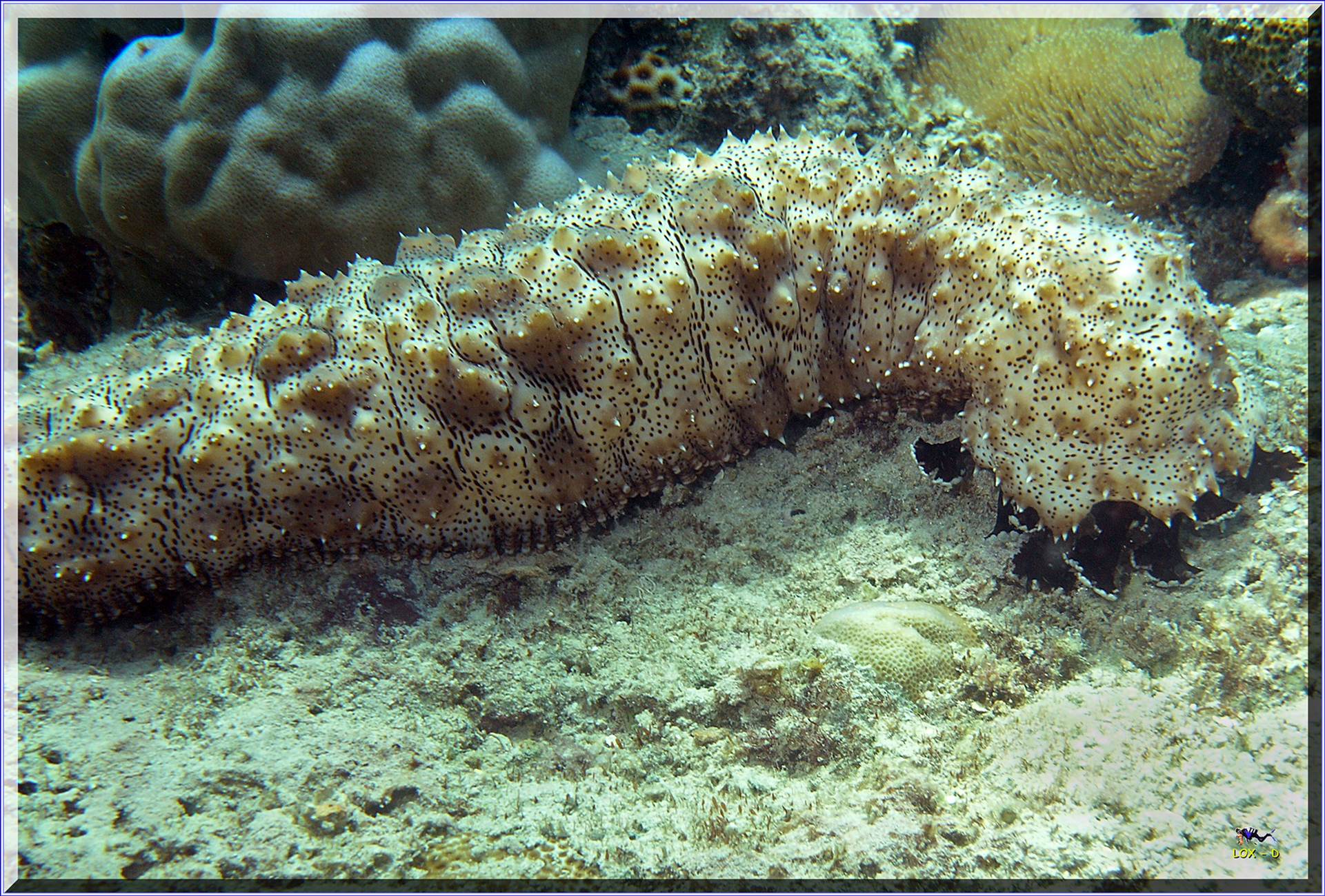 LoxPix Sub-Aqua Image