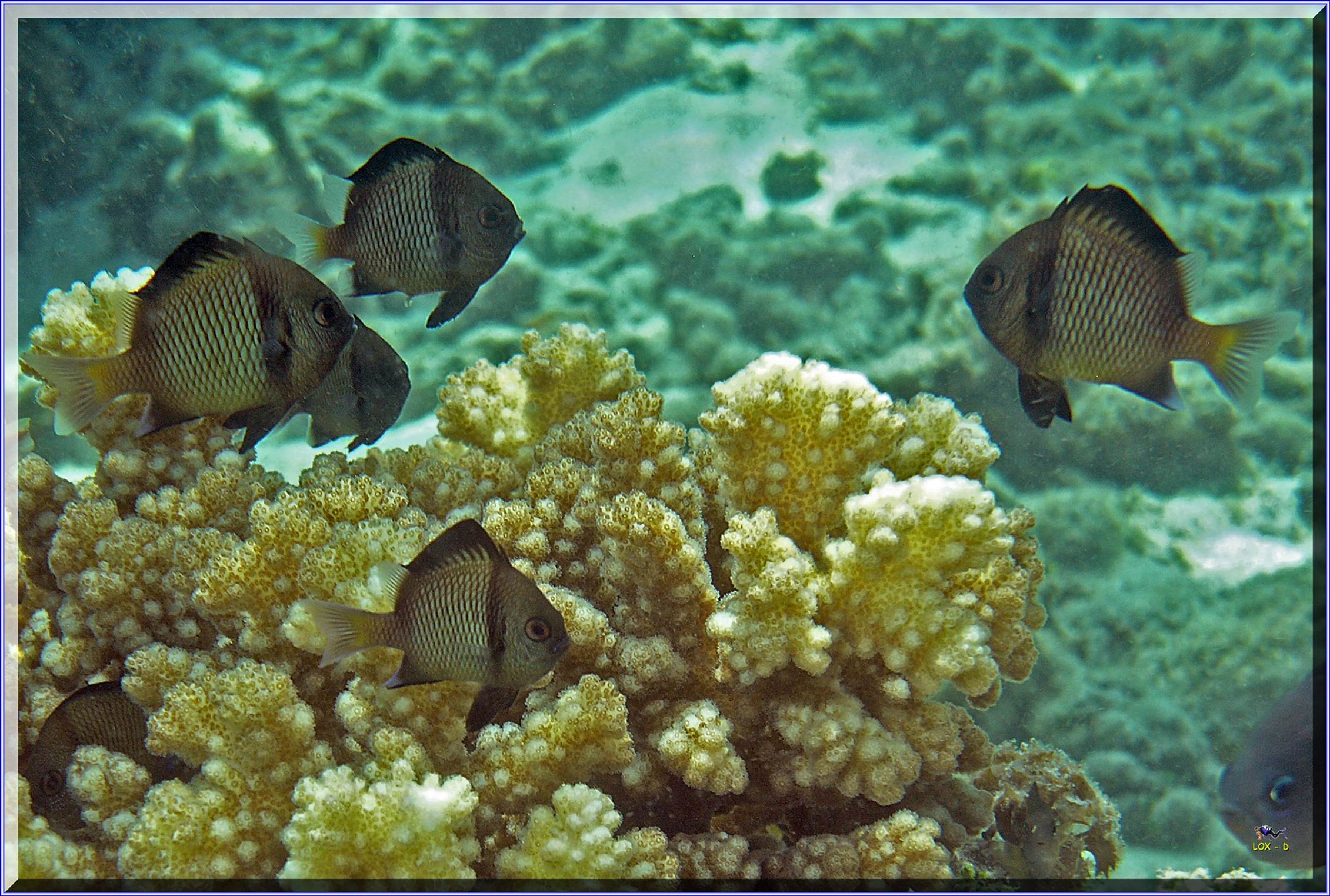 LoxPix Sub-Aqua Image