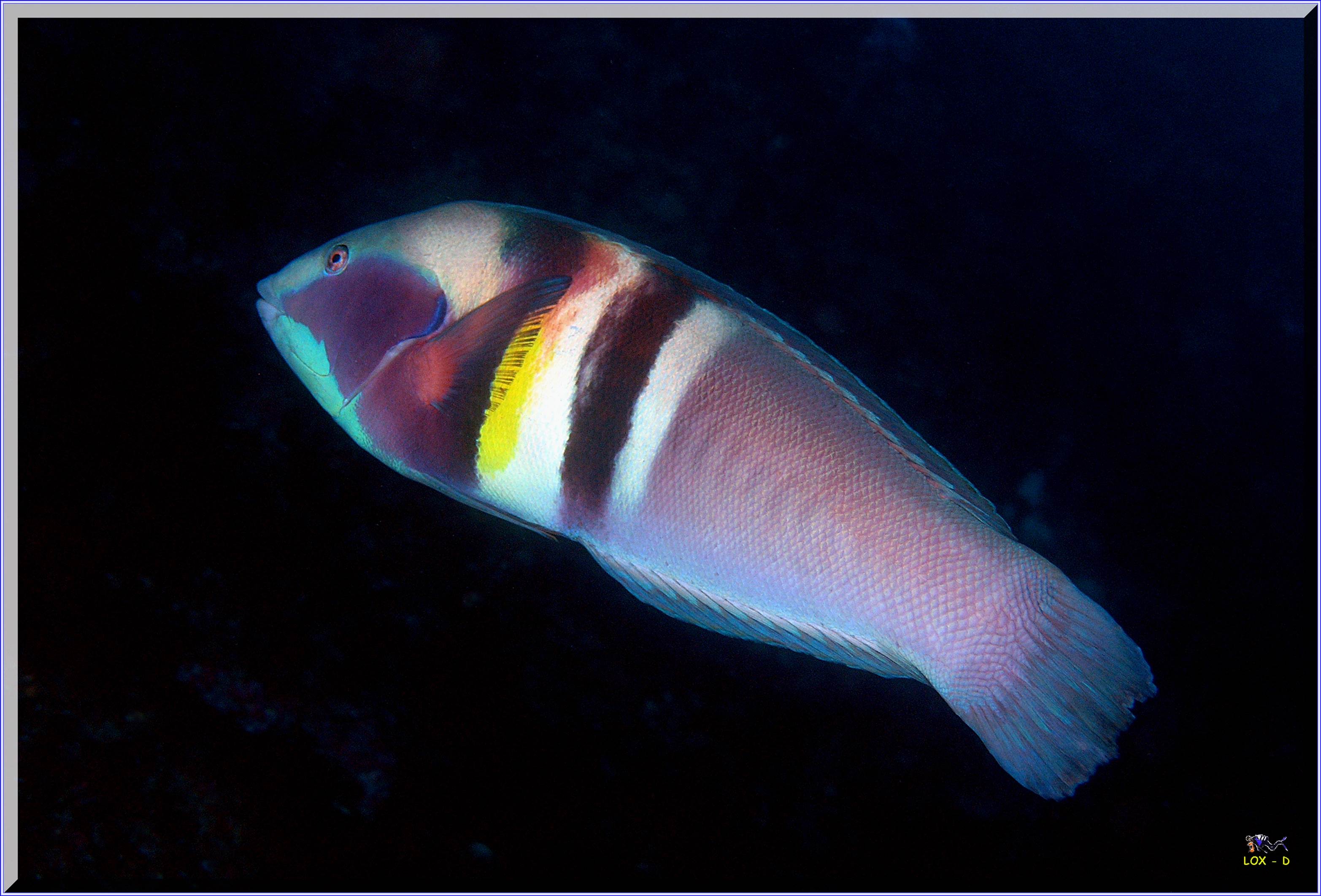 LoxPix Sub-Aqua Image