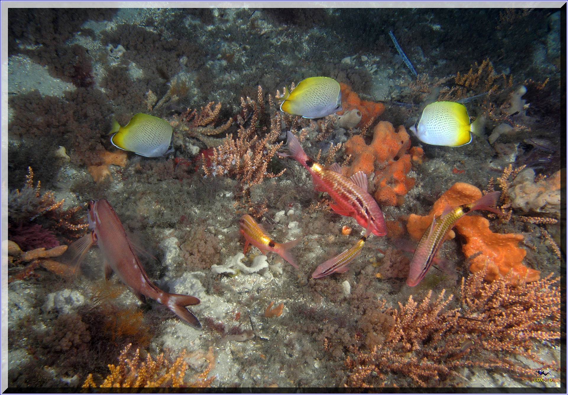 LoxPix Sub-Aqua Image