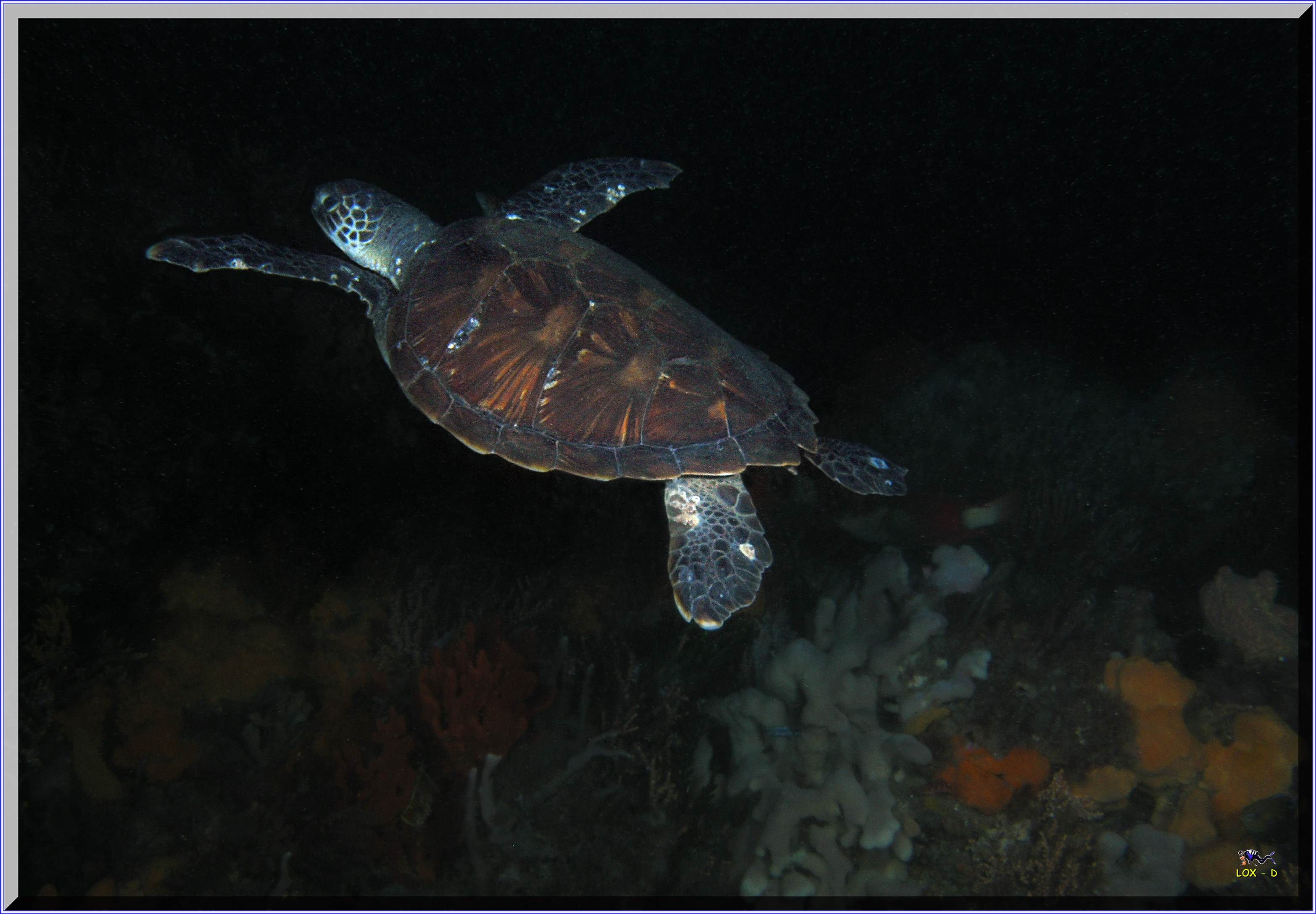 LoxPix Sub-Aqua Image
