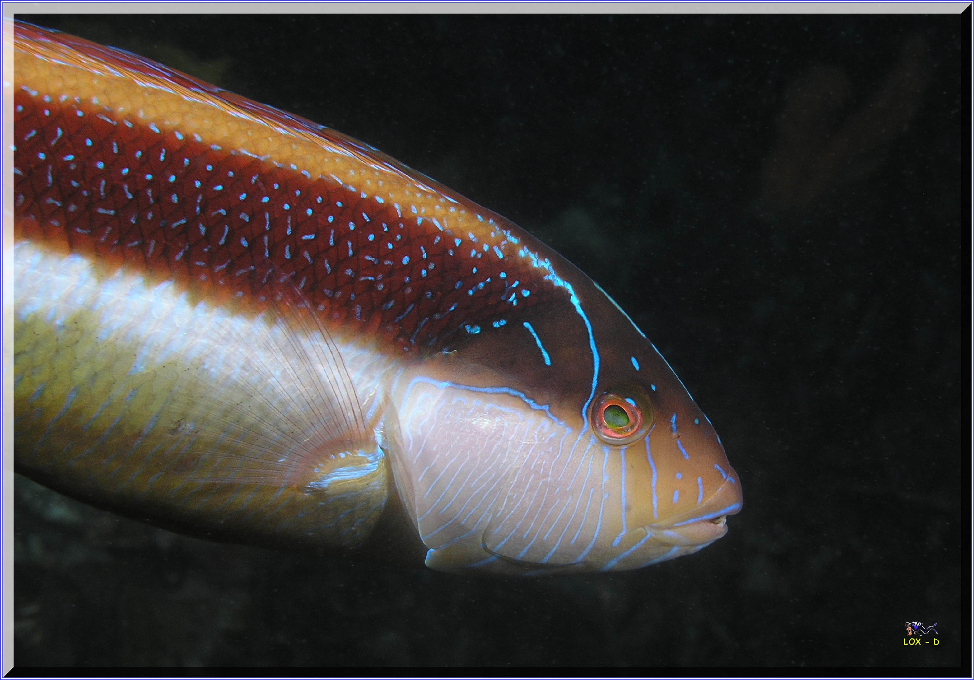 LoxPix Sub-Aqua Image