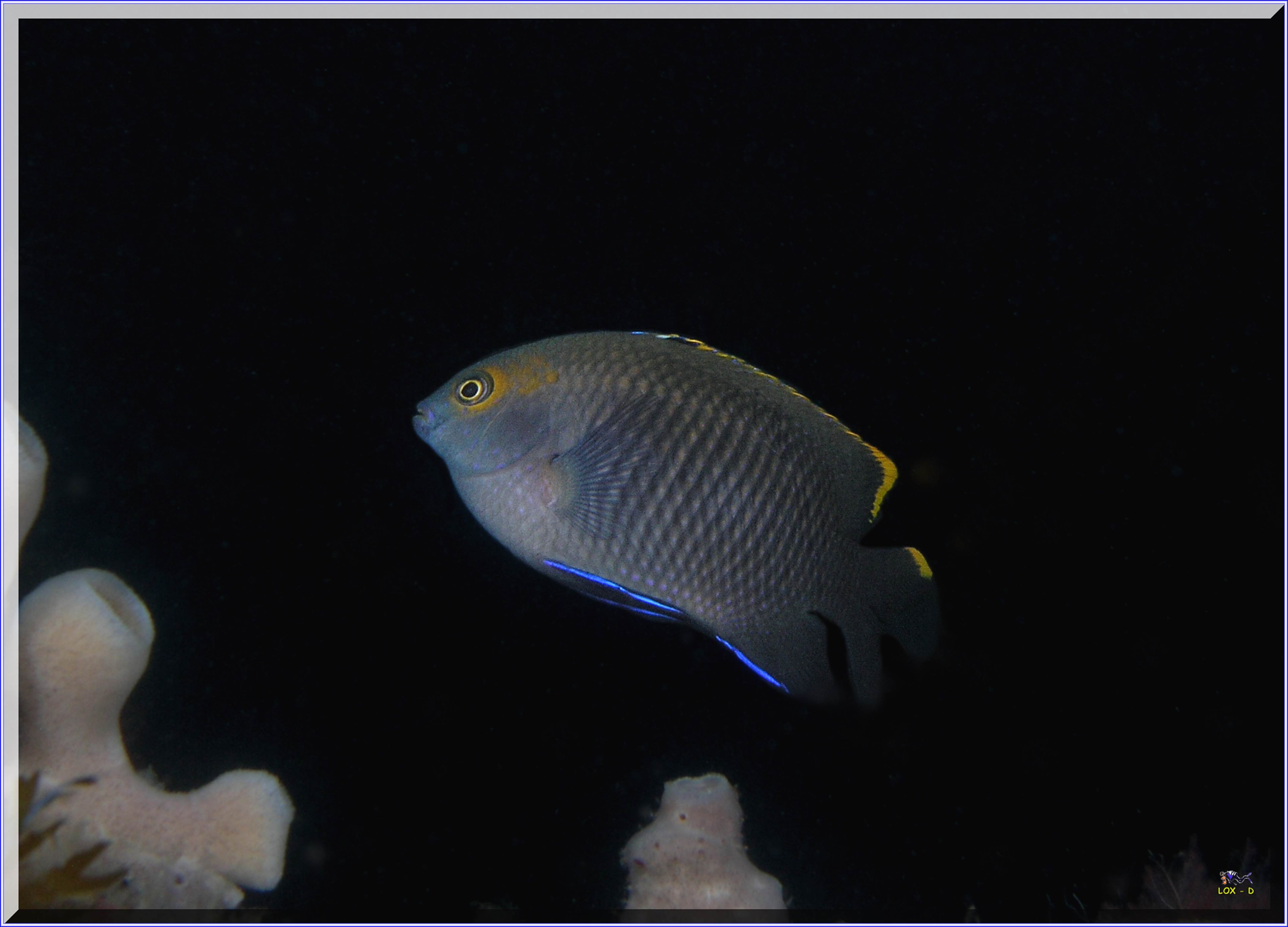 LoxPix Sub-Aqua Image