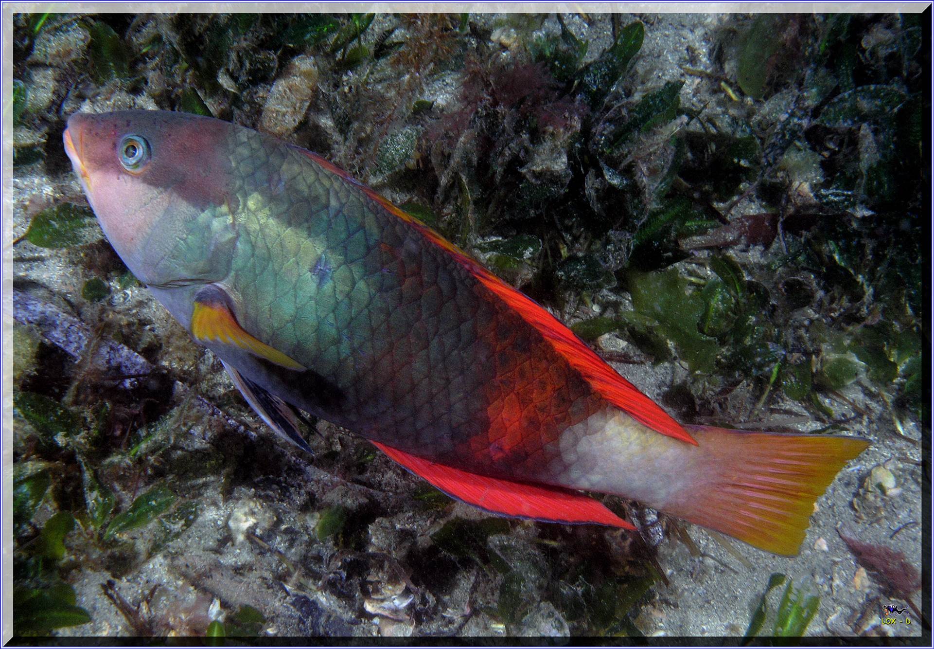 LoxPix Sub-Aqua Image