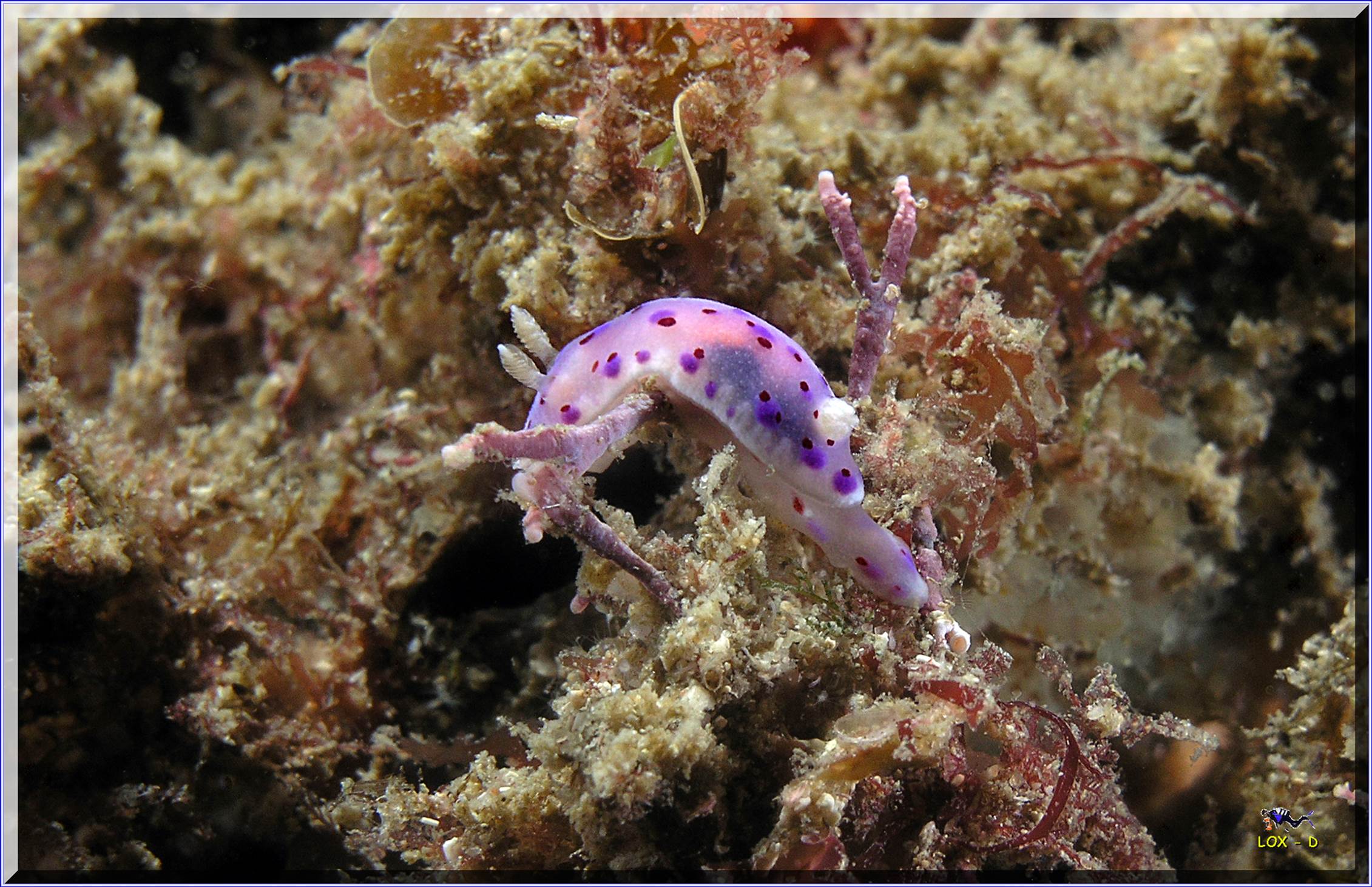 LoxPix Sub-Aqua Image