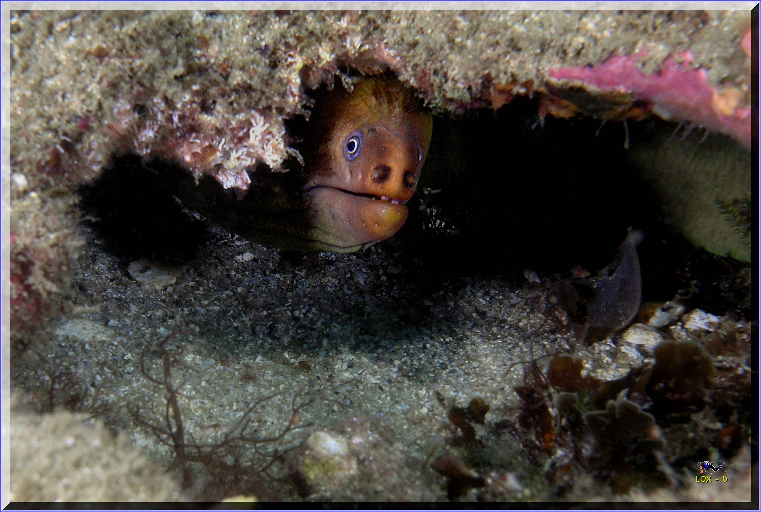 LoxPix Sub-Aqua Image