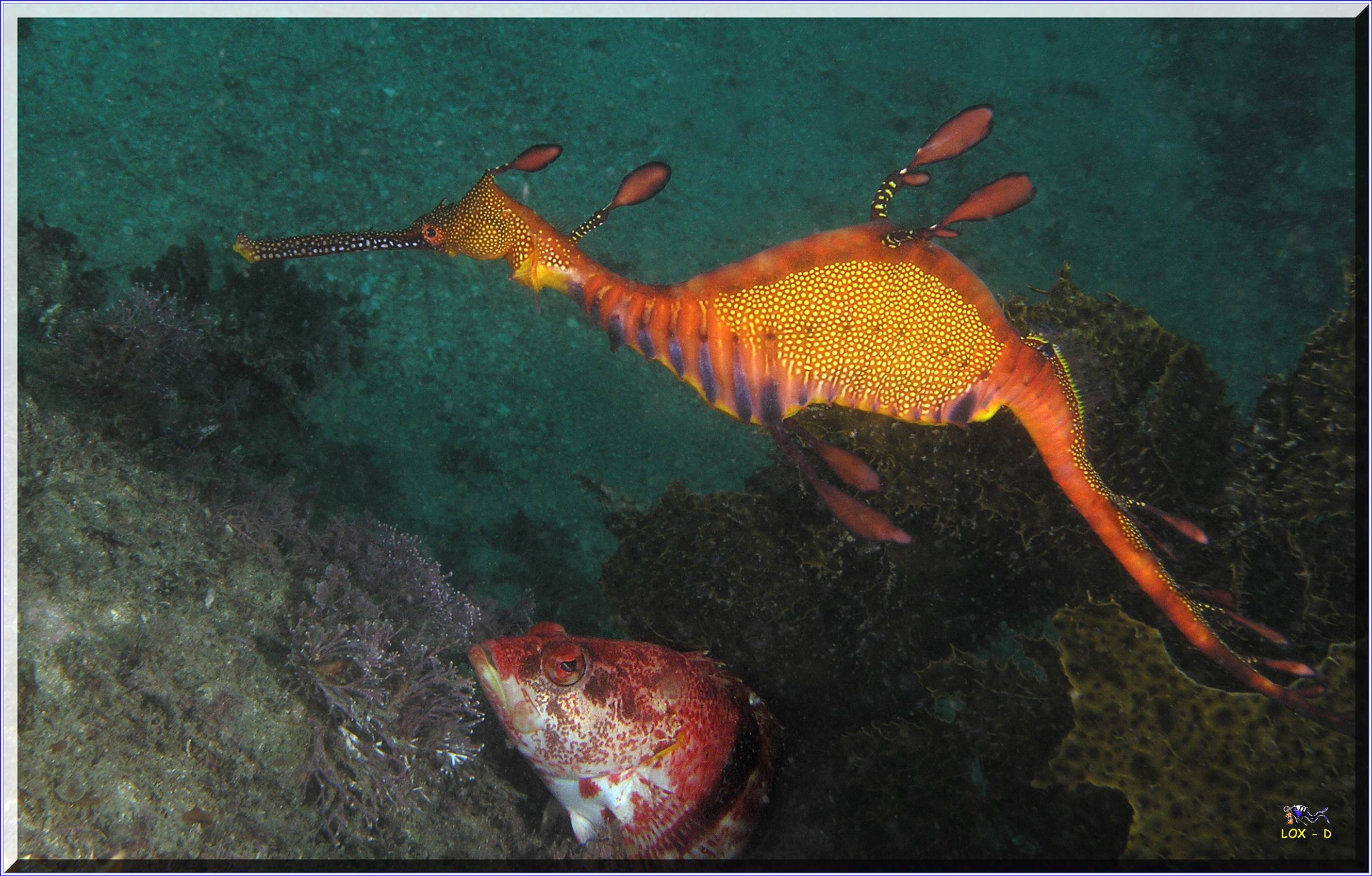 LoxPix Sub-Aqua Image