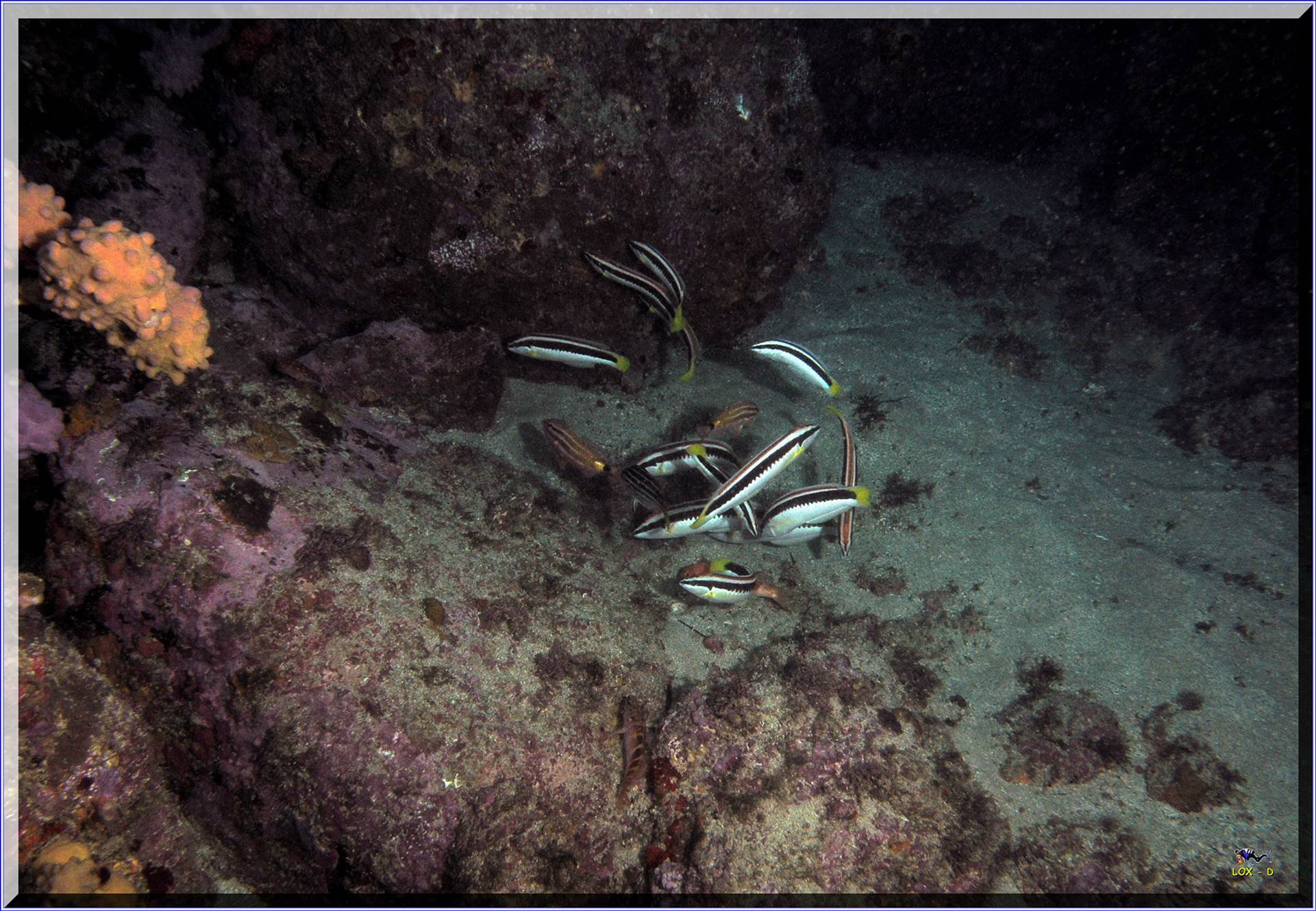 LoxPix Sub-Aqua Image