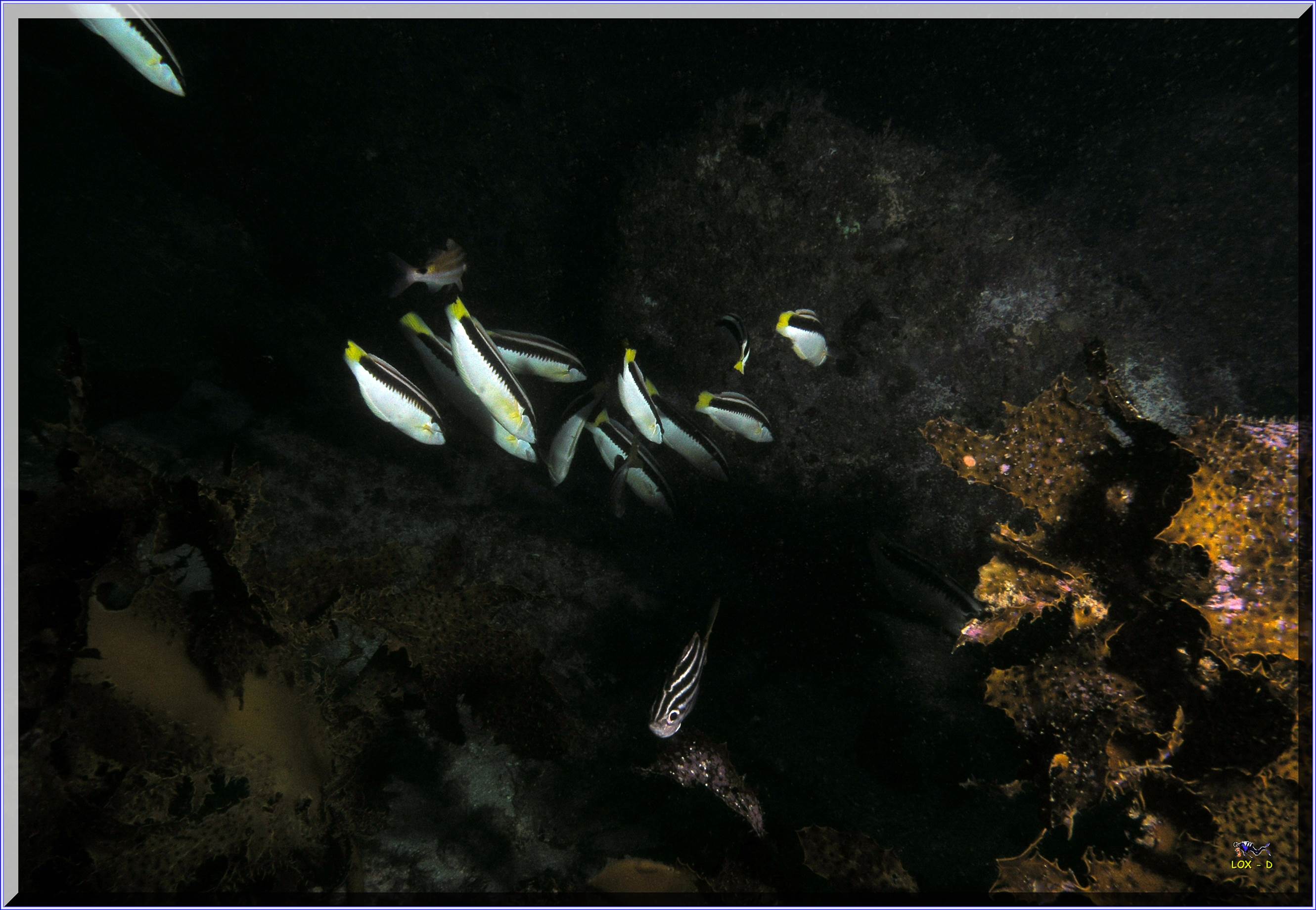 LoxPix Sub-Aqua Image