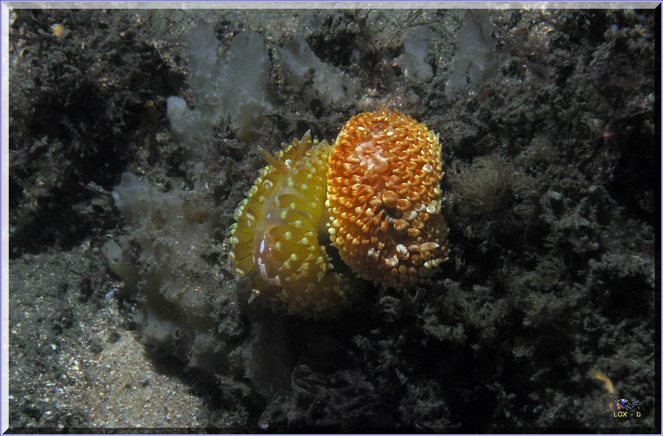 LoxPix Sub-Aqua Image