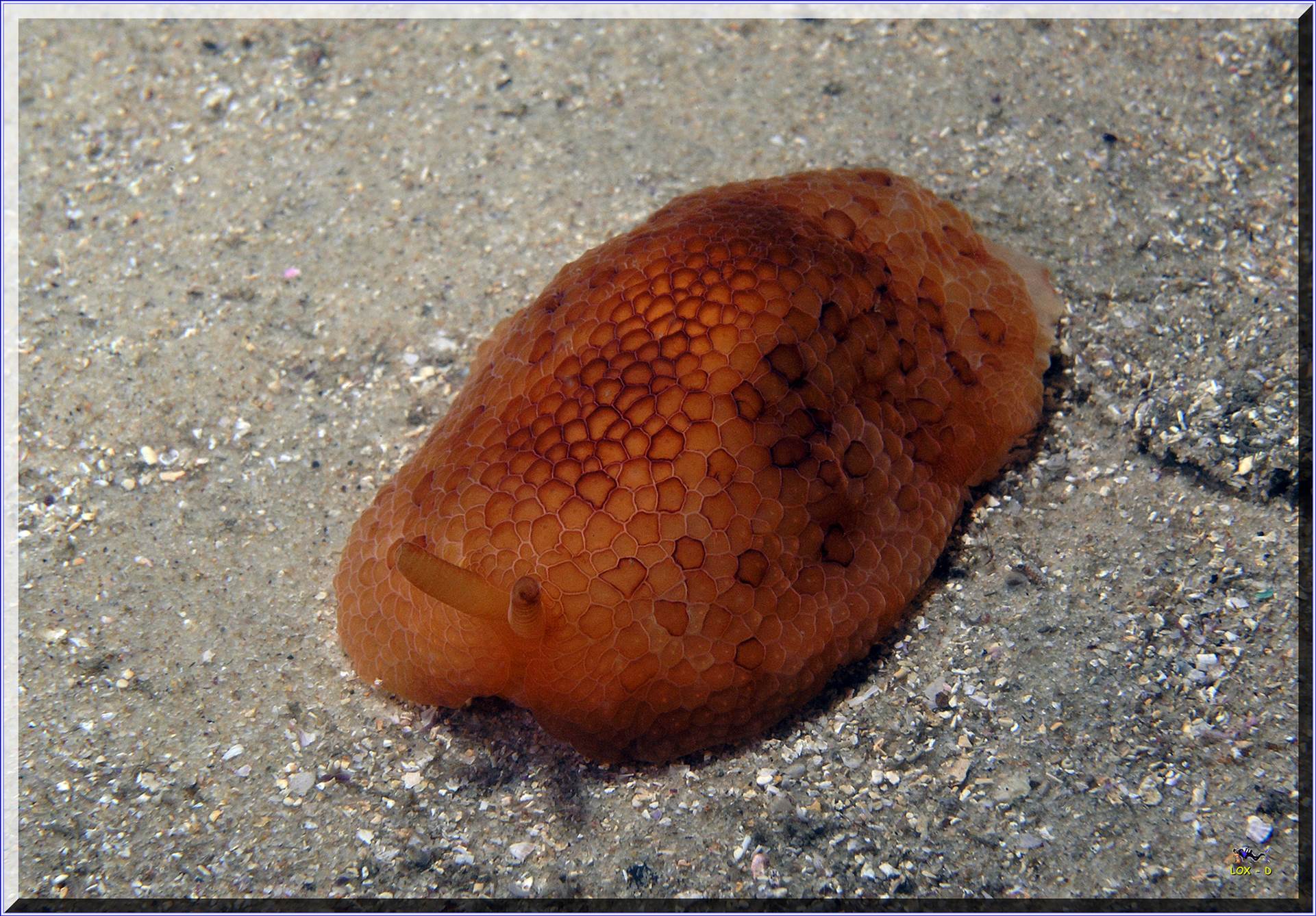 LoxPix Sub-Aqua Image