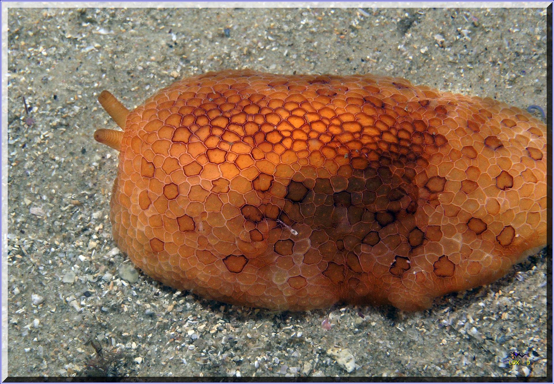 LoxPix Sub-Aqua Image