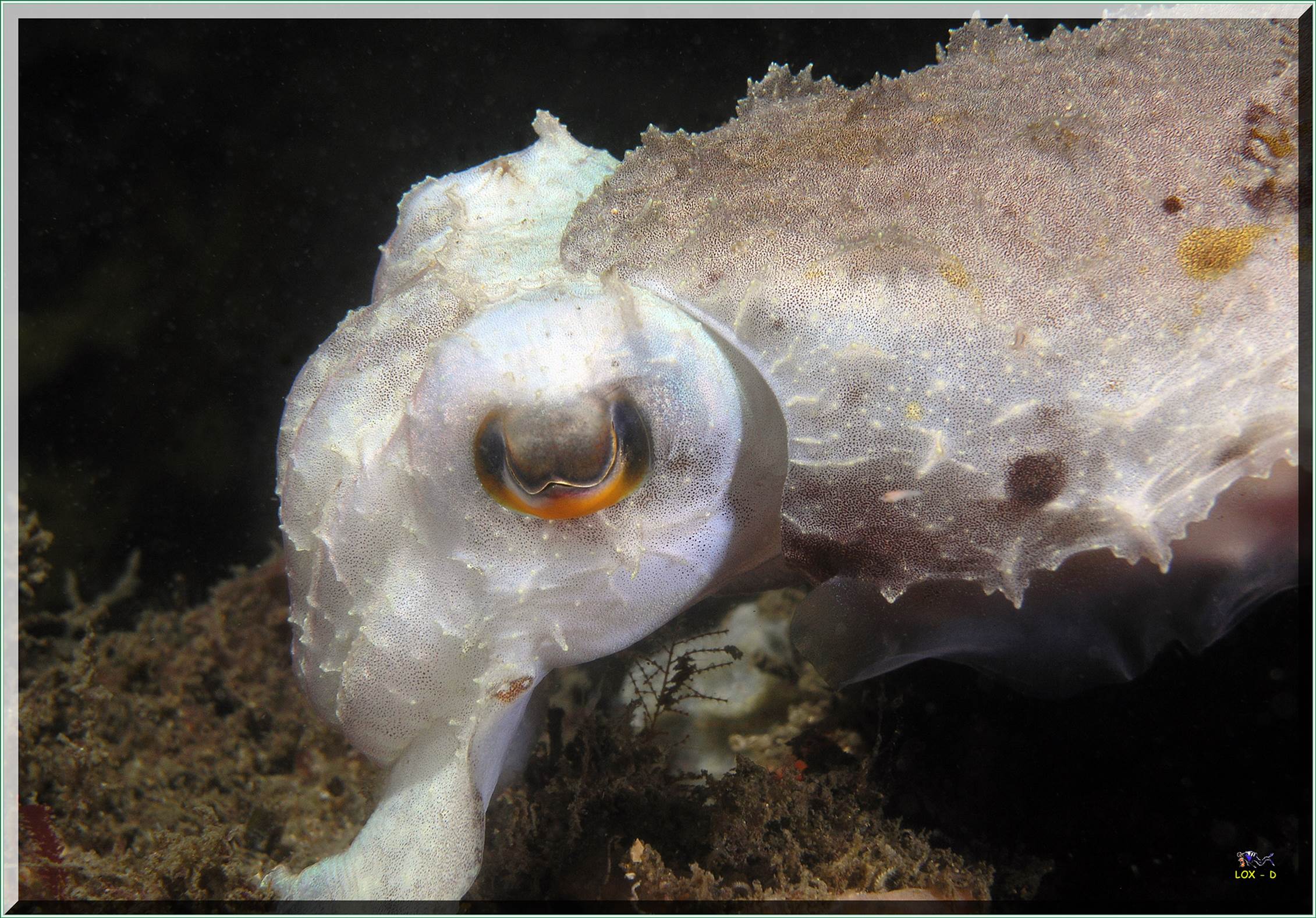 LoxPix Sub-Aqua Image