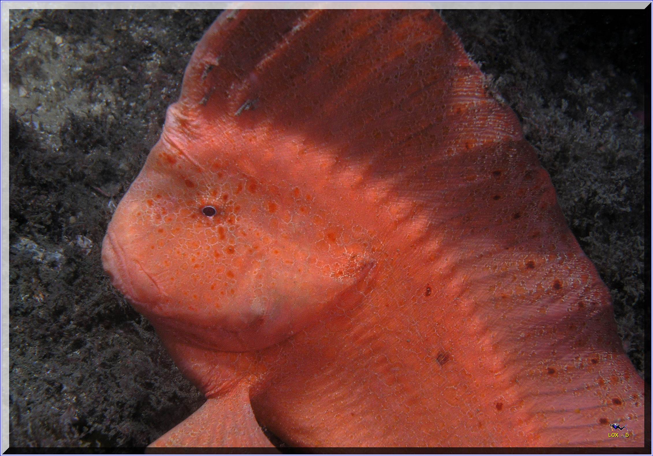 LoxPix Sub-Aqua Image