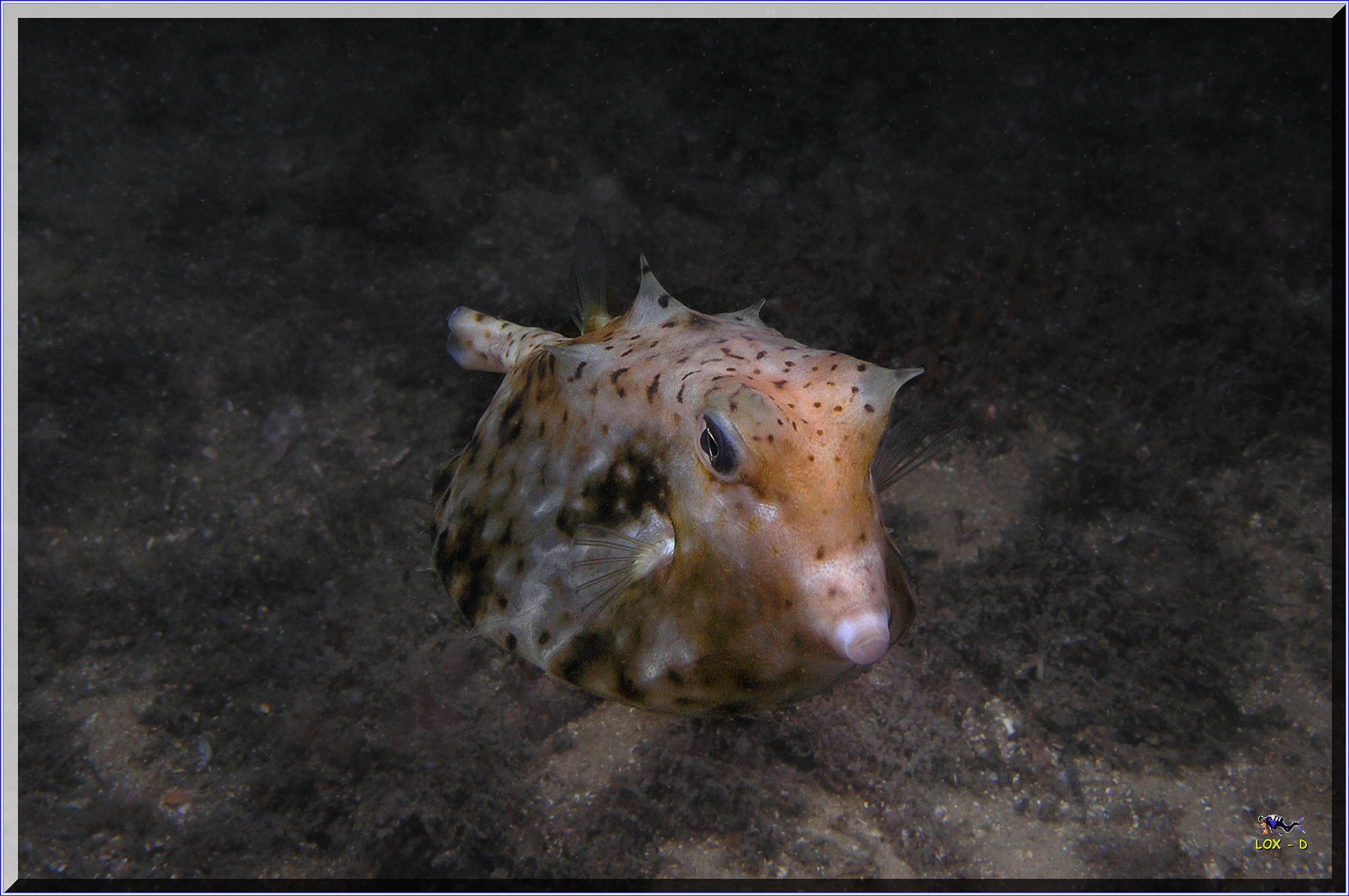 LoxPix Sub-Aqua Image