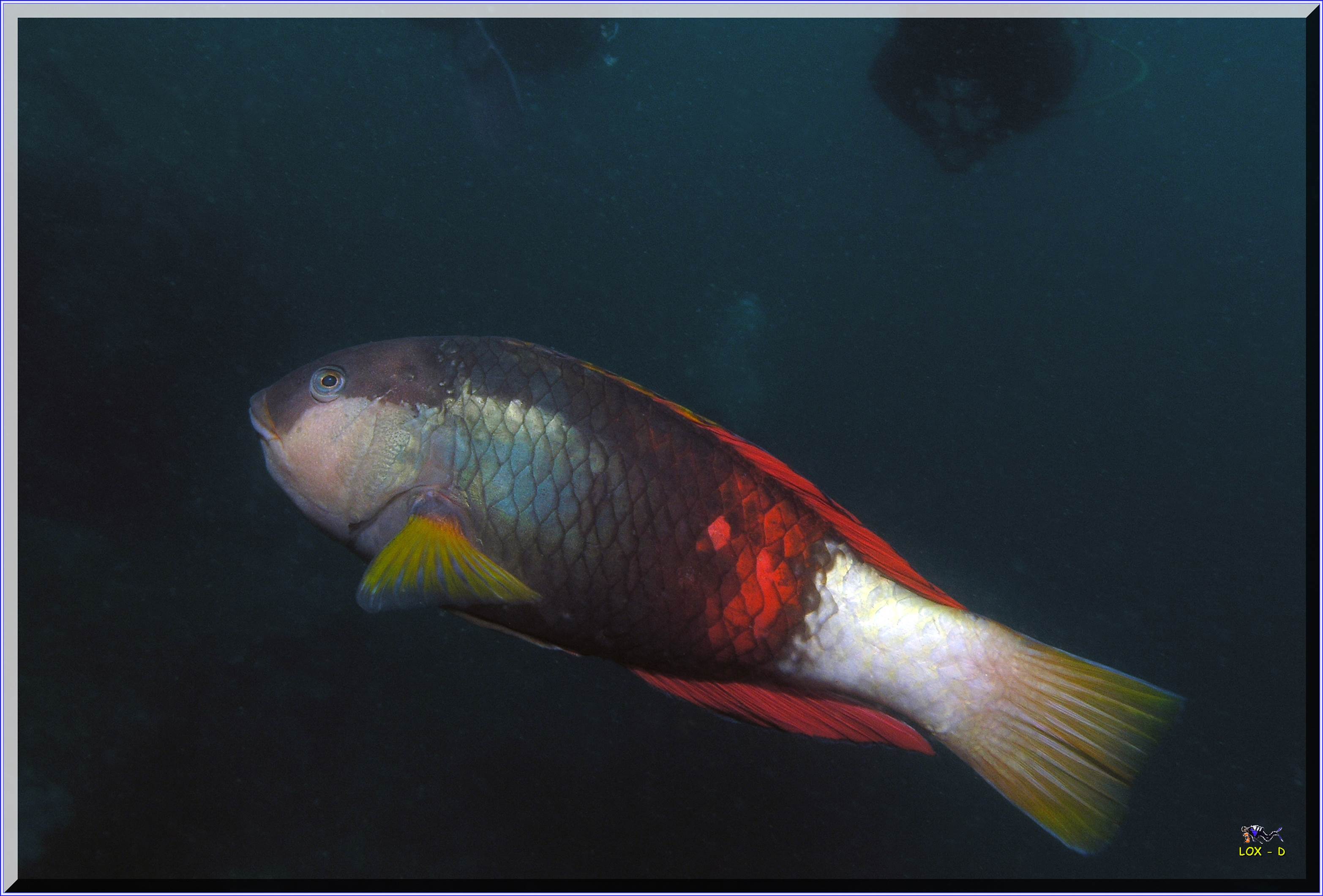 LoxPix Sub-Aqua Image