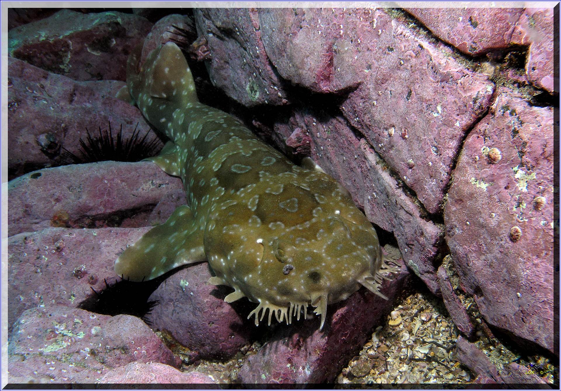 LoxPix Sub-Aqua Image