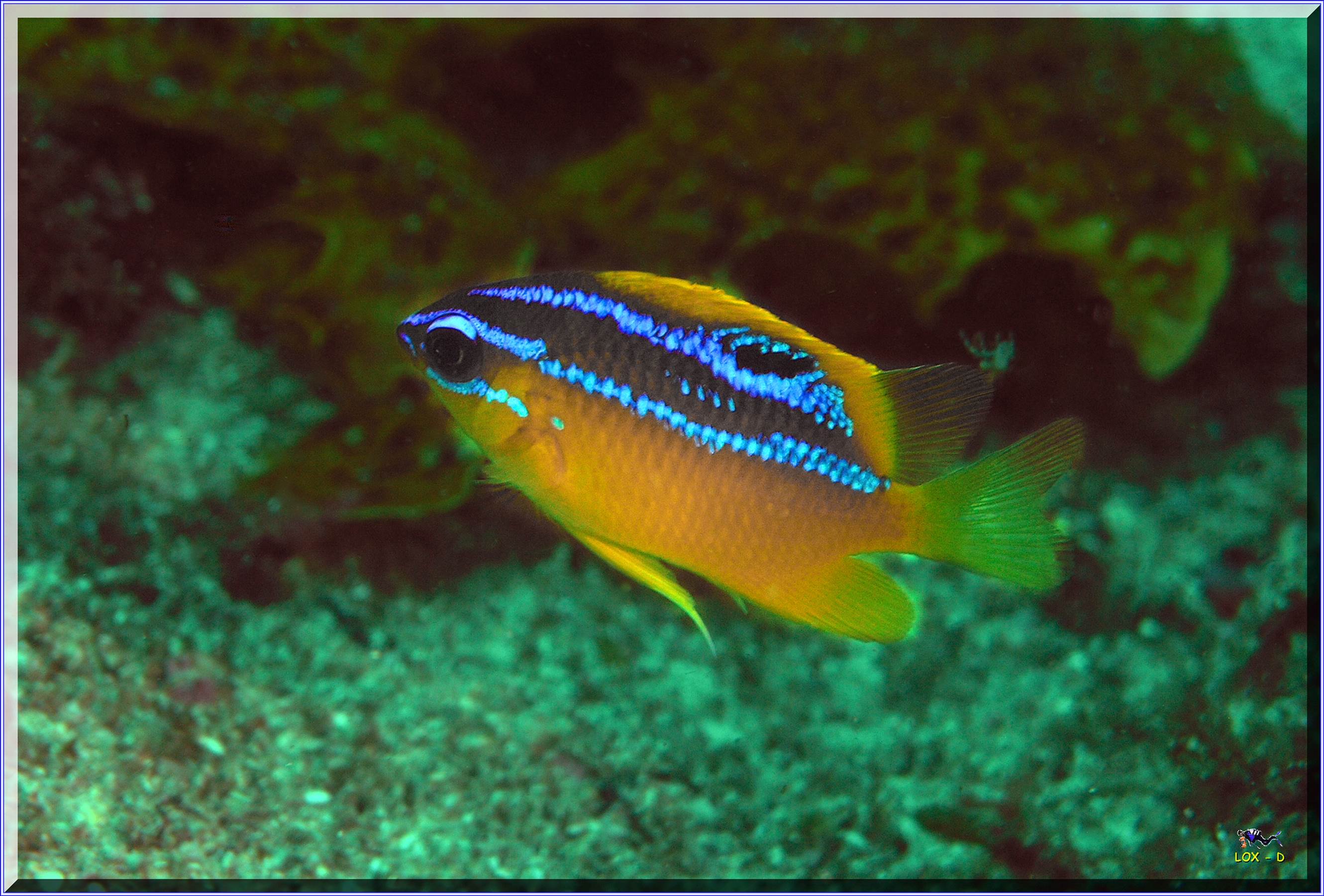 LoxPix Sub-Aqua Image