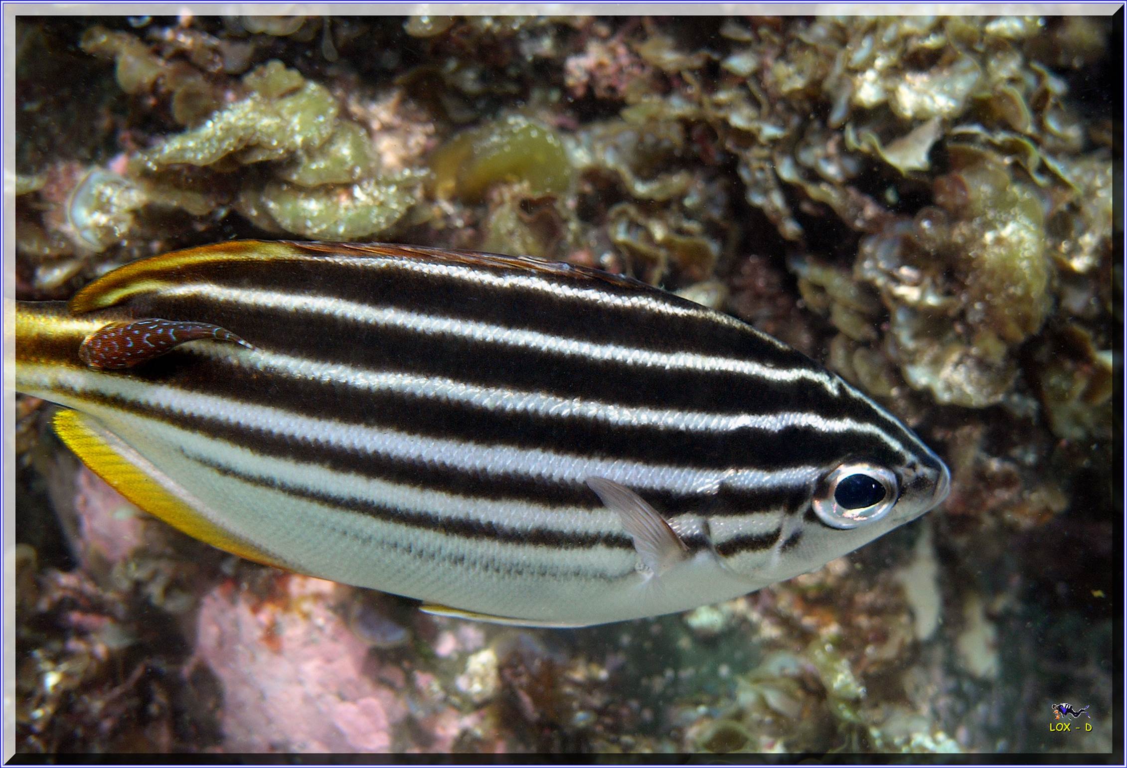 LoxPix Sub-Aqua Image