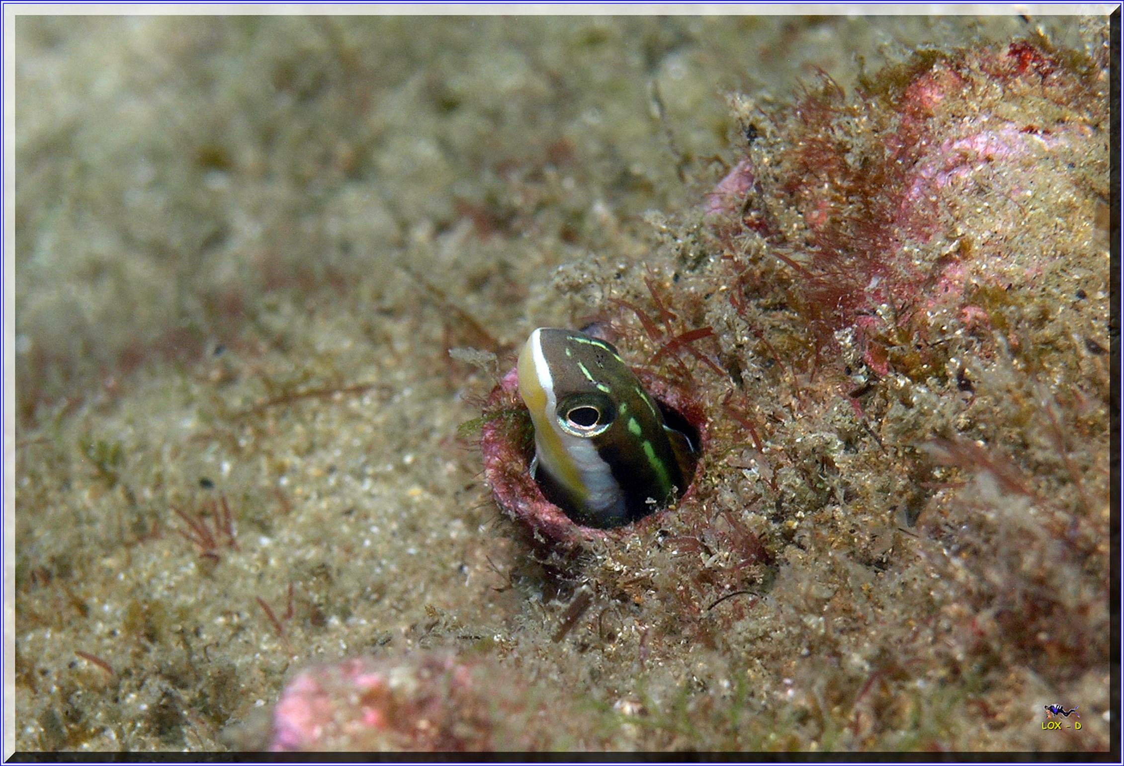 LoxPix Sub-Aqua Image