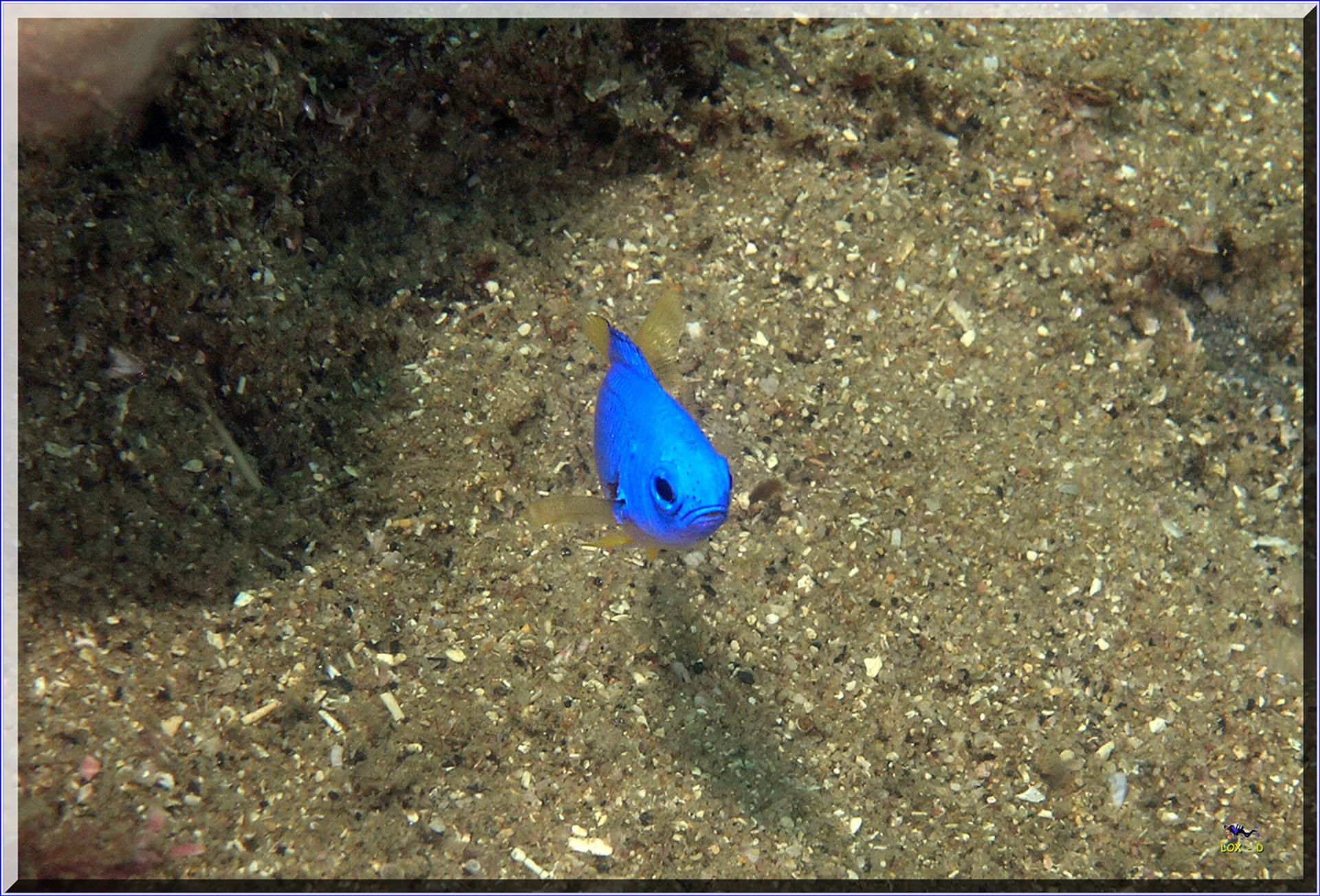 LoxPix Sub-Aqua Image