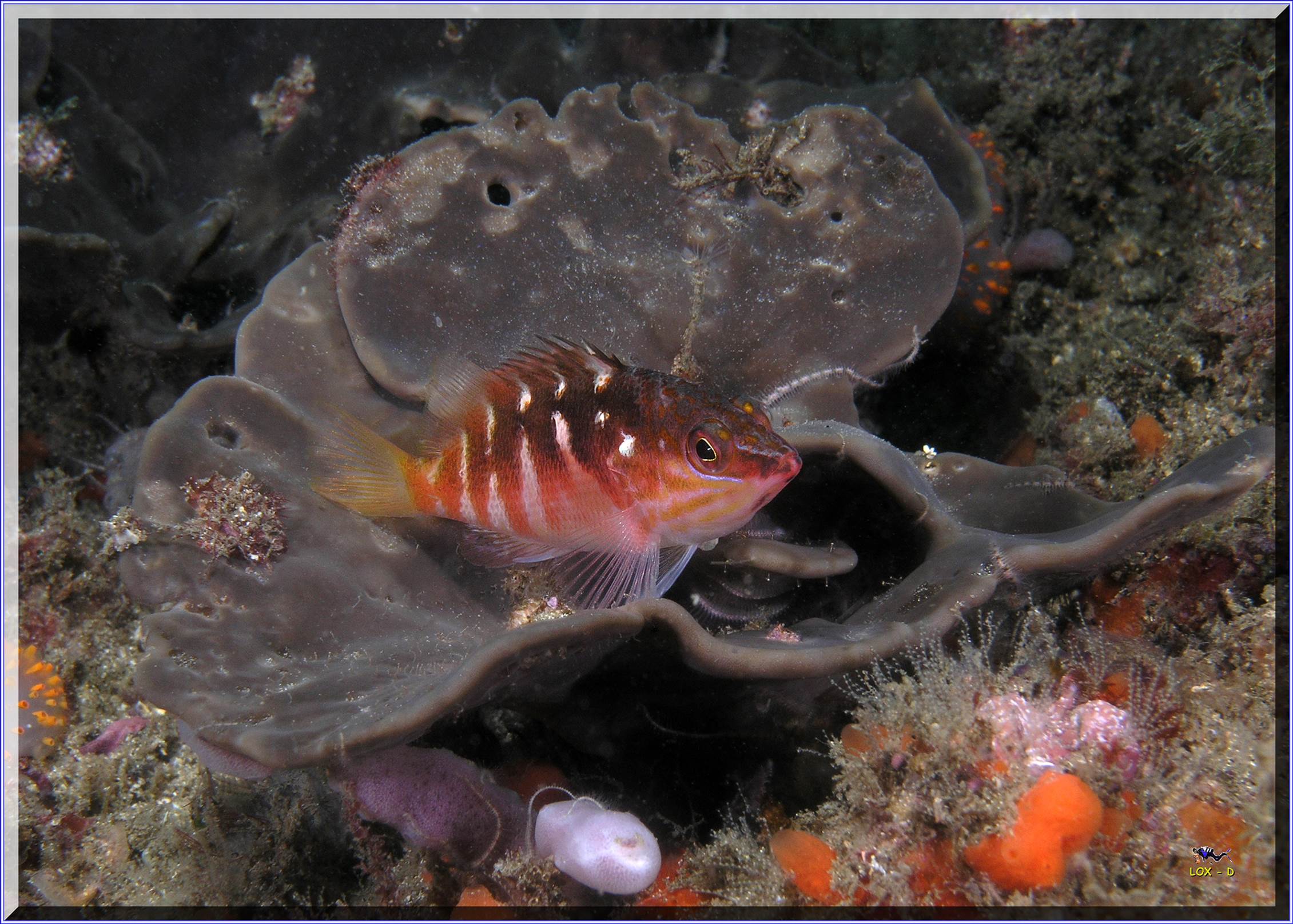 LoxPix Sub-Aqua Image