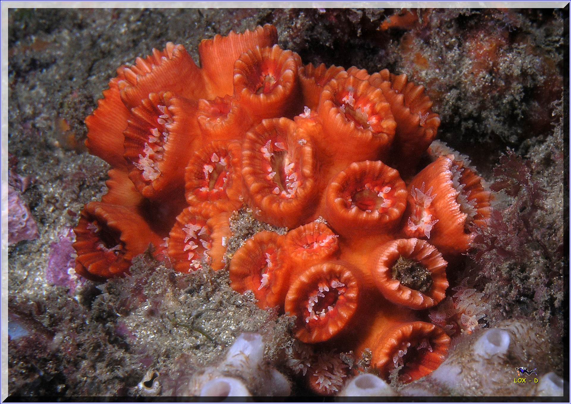 LoxPix Sub-Aqua Image