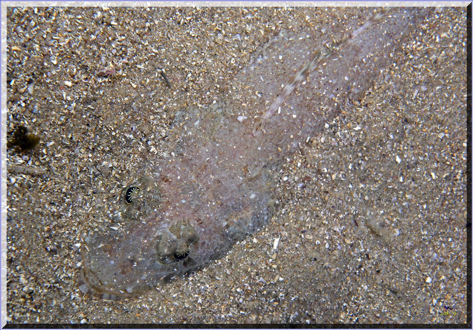 LoxPix Sub-Aqua Image