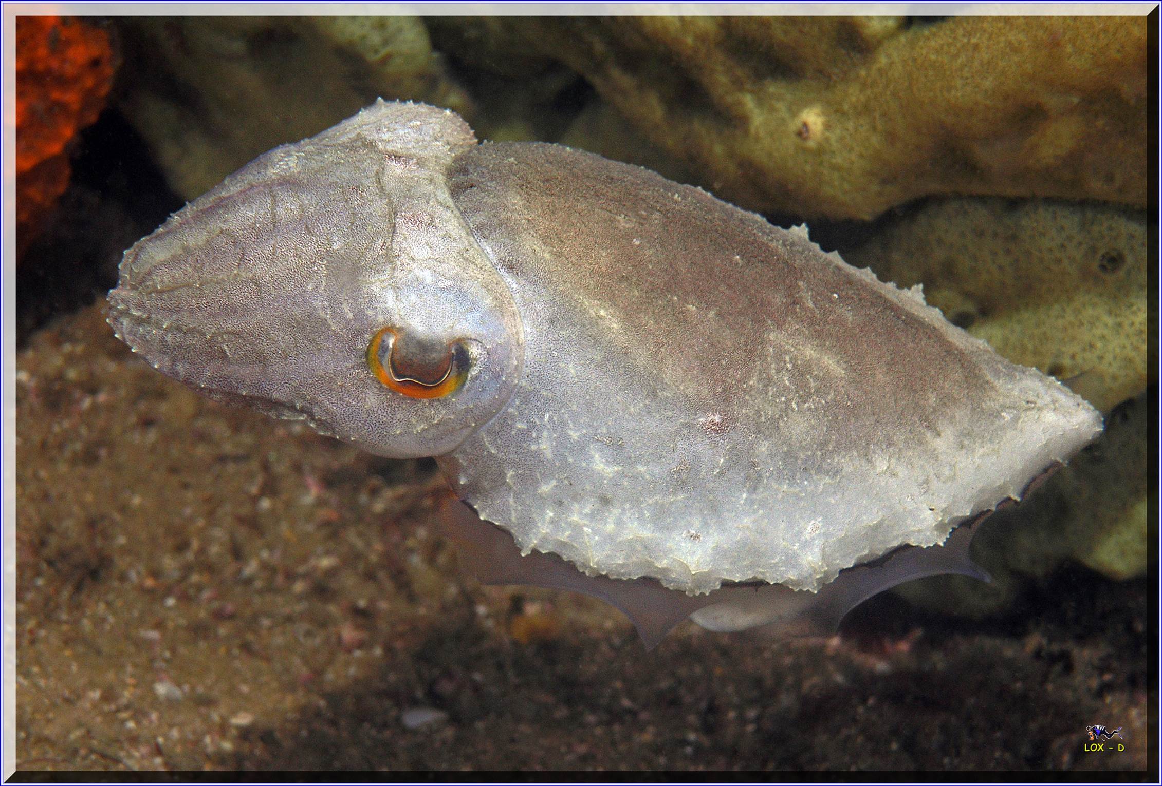 LoxPix Sub-Aqua Image