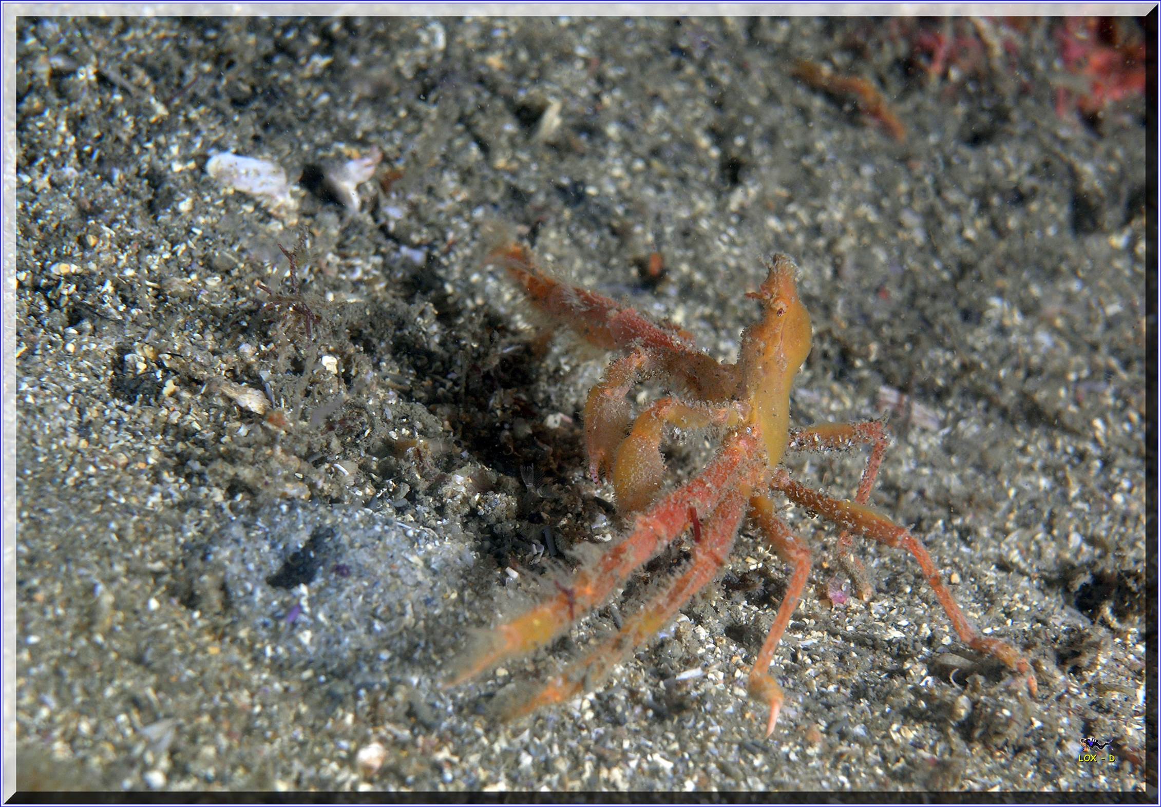 LoxPix Sub-Aqua Image