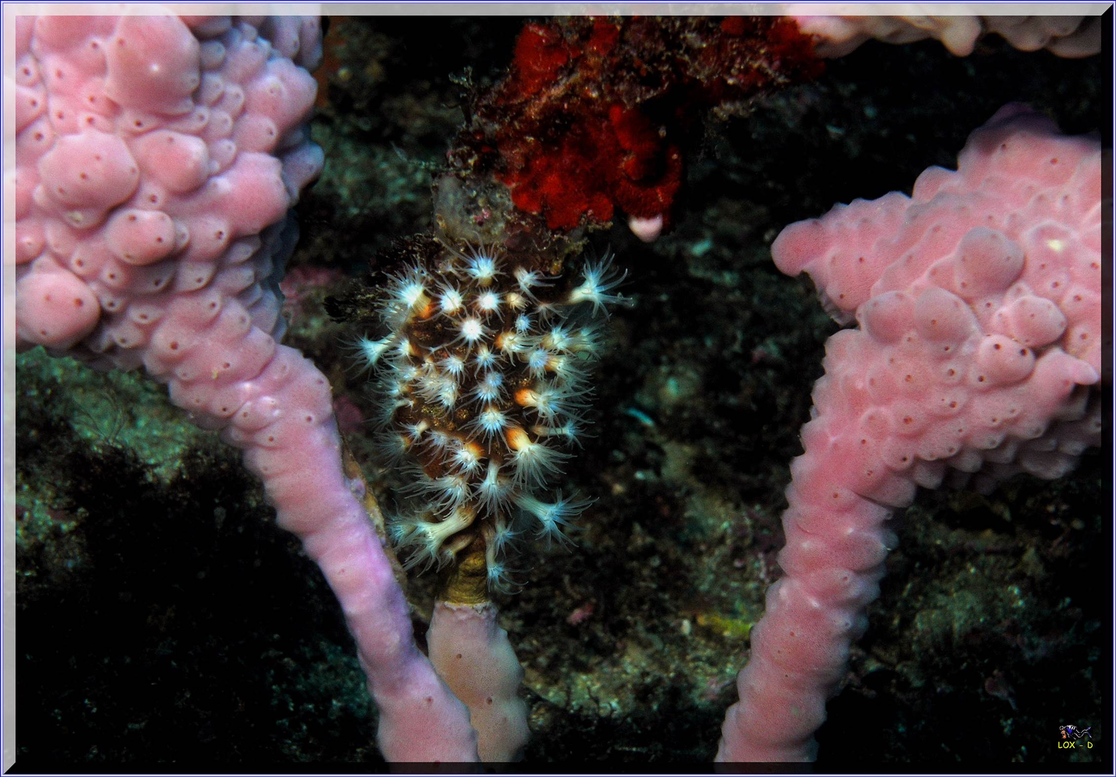 LoxPix Sub-Aqua Image