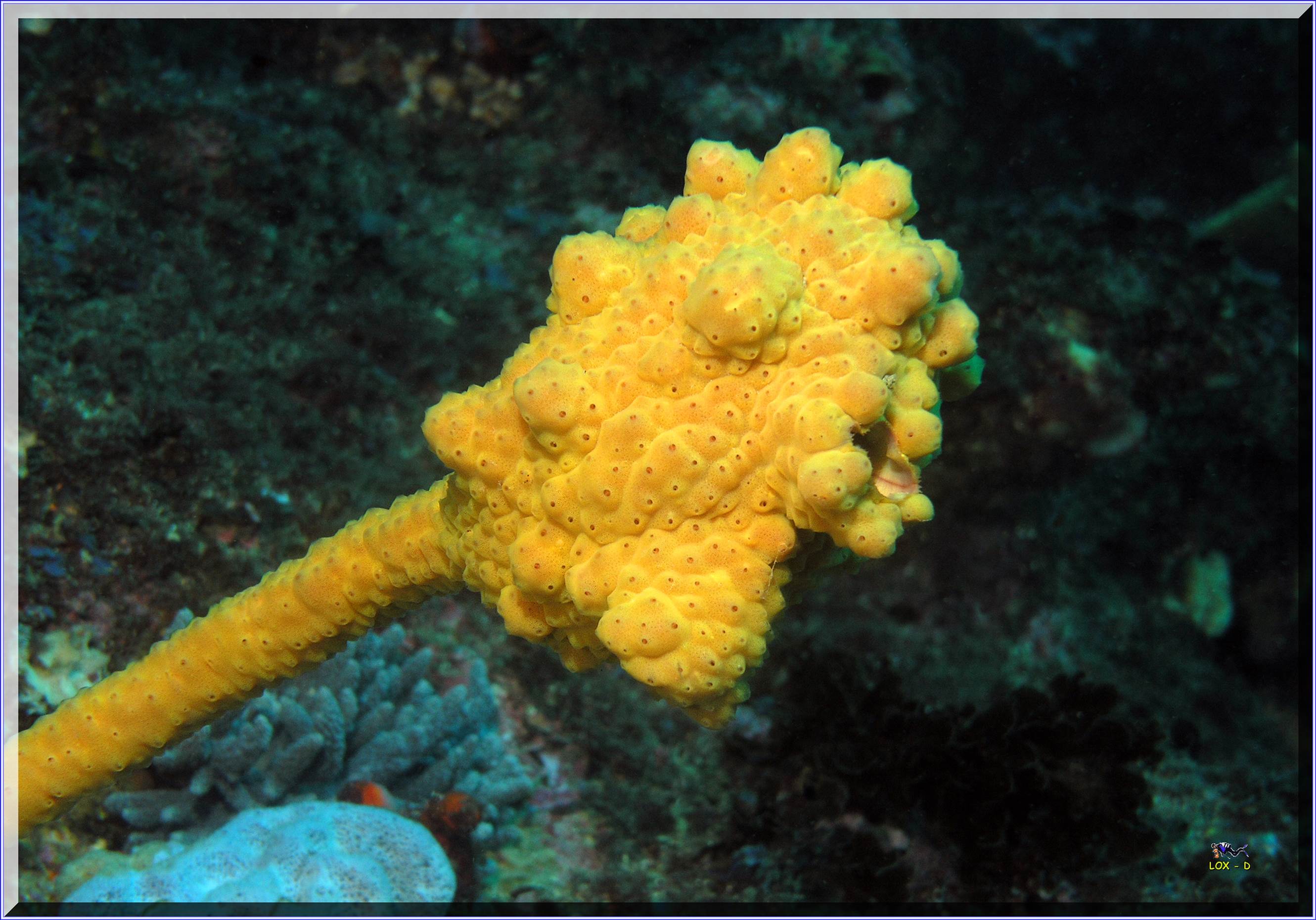 LoxPix Sub-Aqua Image