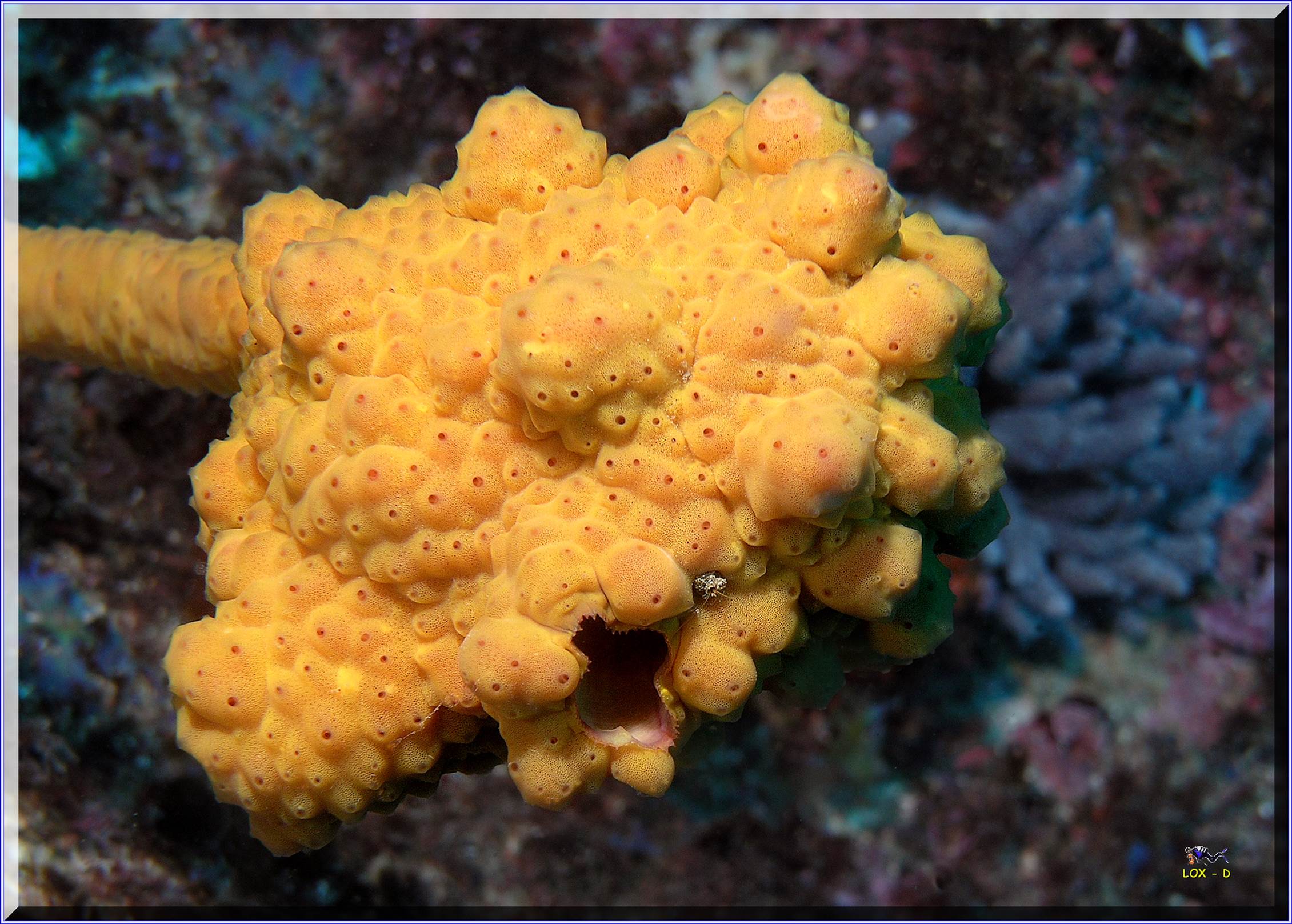 LoxPix Sub-Aqua Image