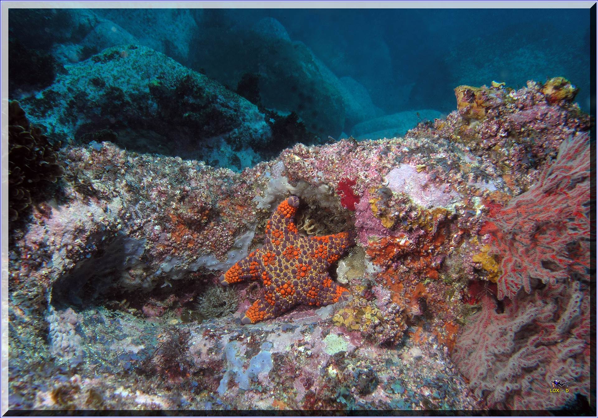 LoxPix Sub-Aqua Image