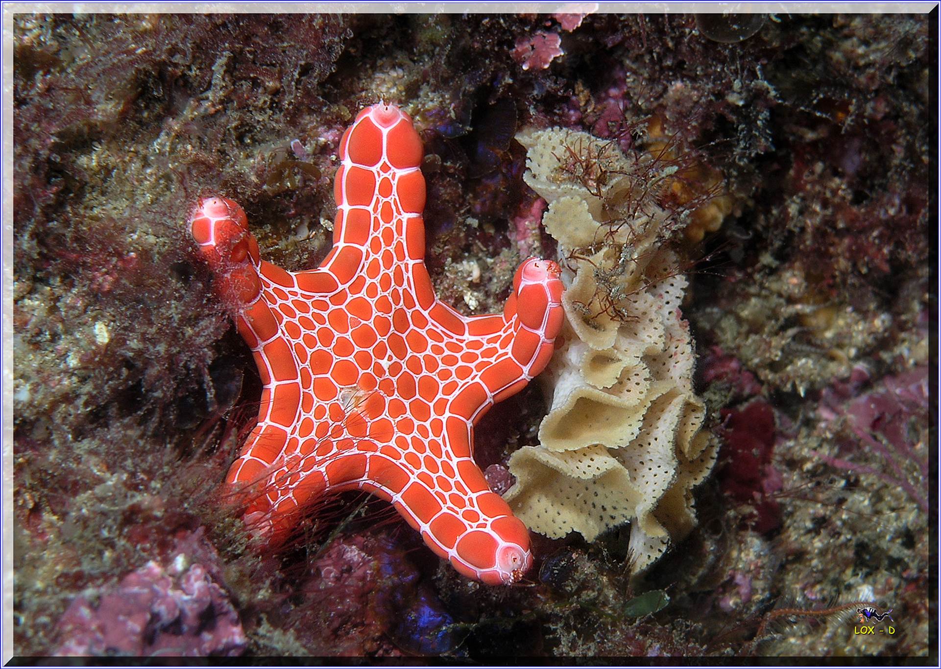 LoxPix Sub-Aqua Image