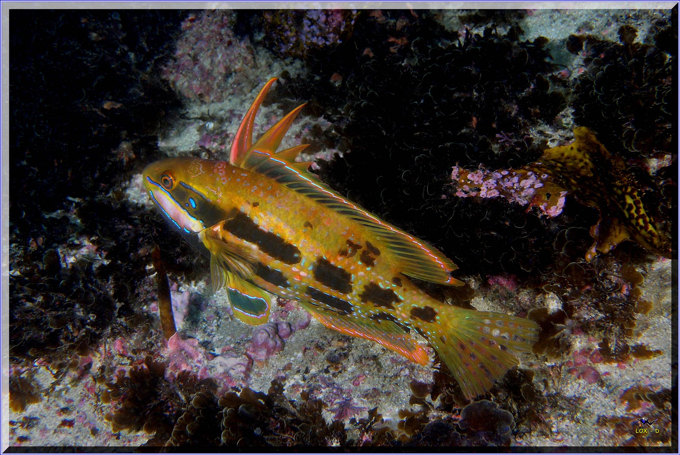 LoxPix Sub-Aqua Image