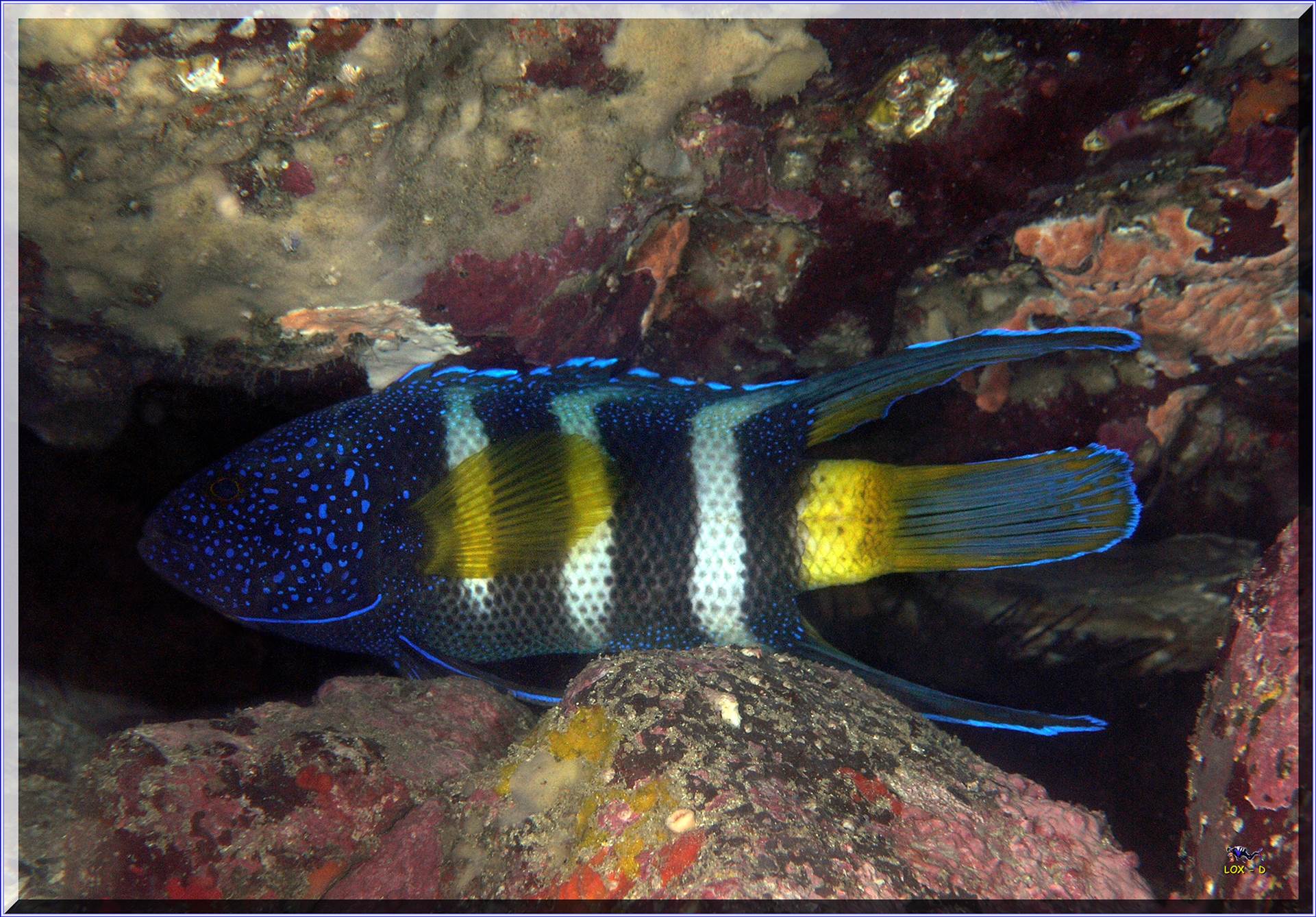 LoxPix Sub-Aqua Image