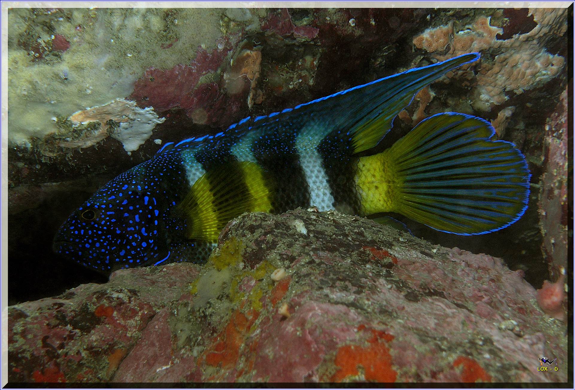 LoxPix Sub-Aqua Image