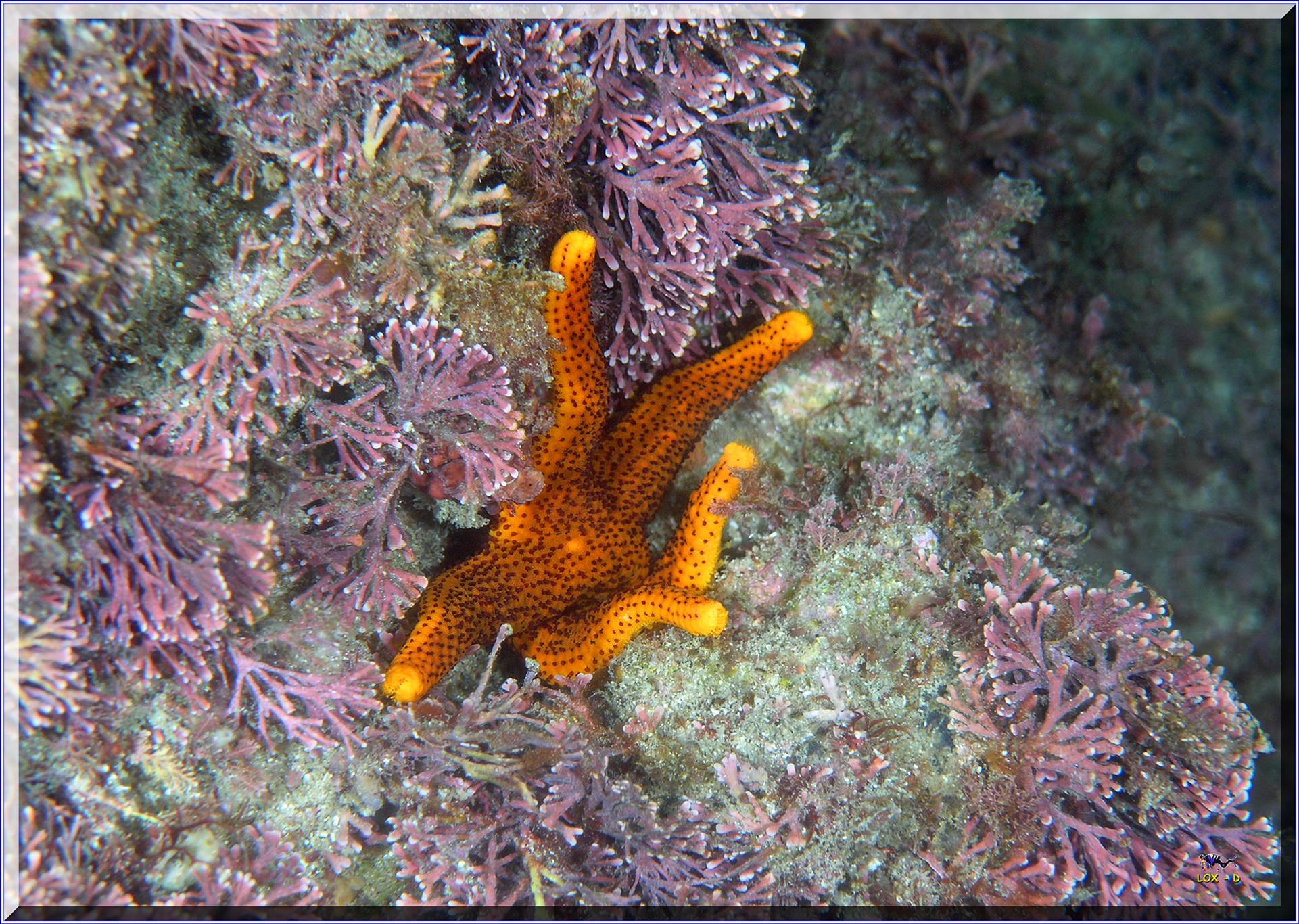 LoxPix Sub-Aqua Image