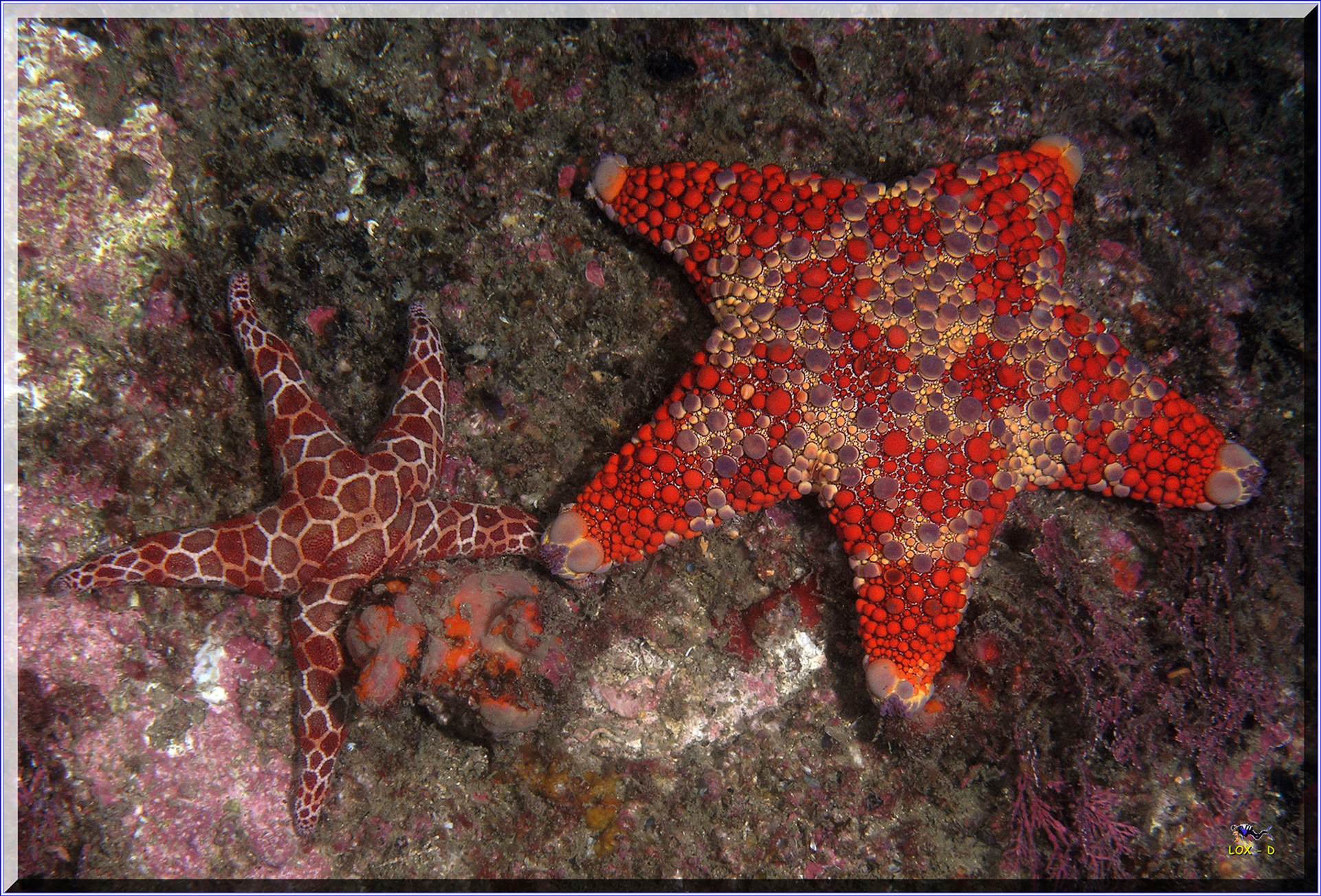 LoxPix Sub-Aqua Image