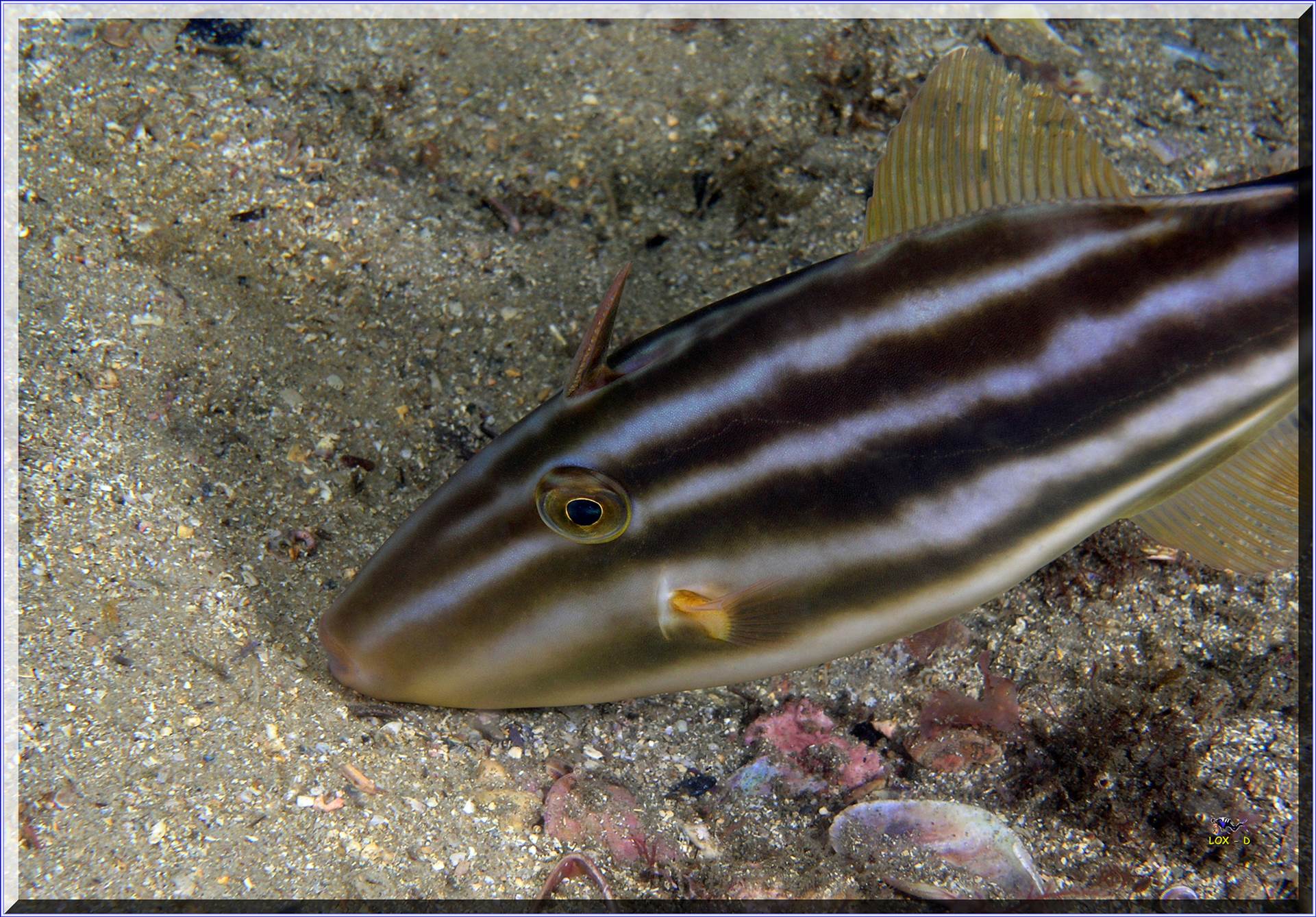 LoxPix Sub-Aqua Image