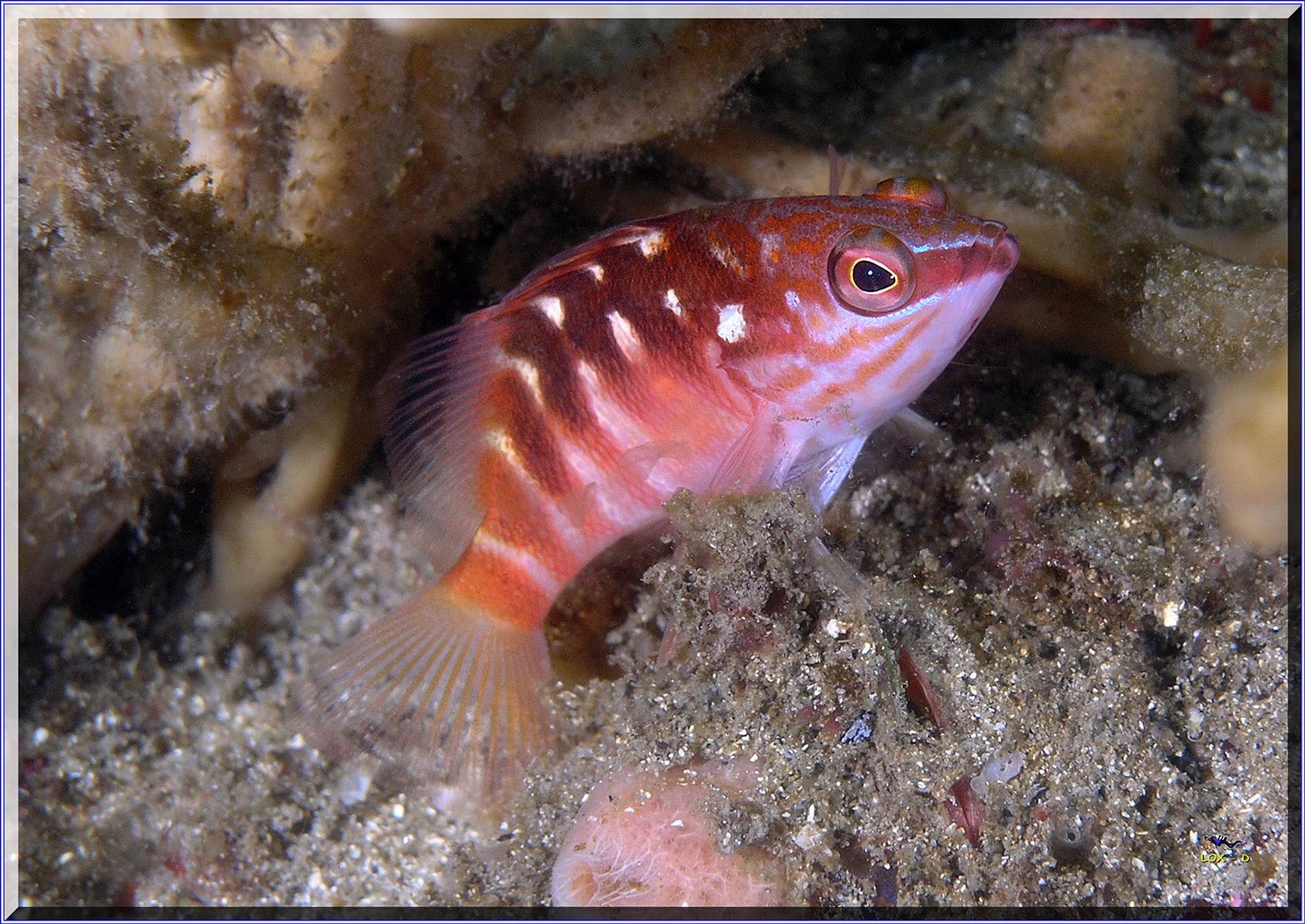 LoxPix Sub-Aqua Image