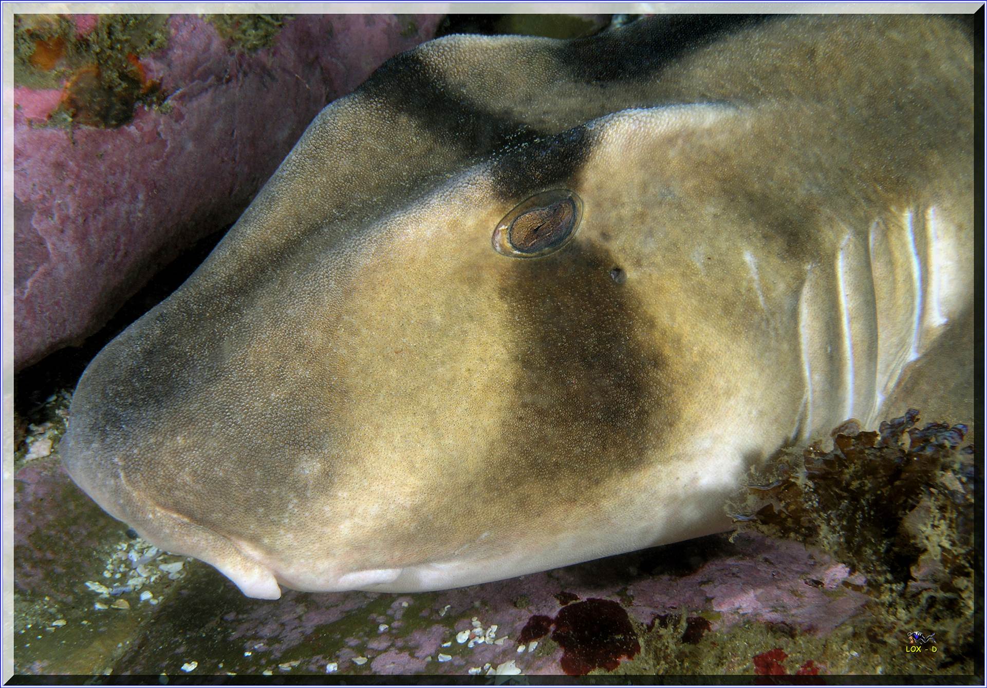 LoxPix Sub-Aqua Image