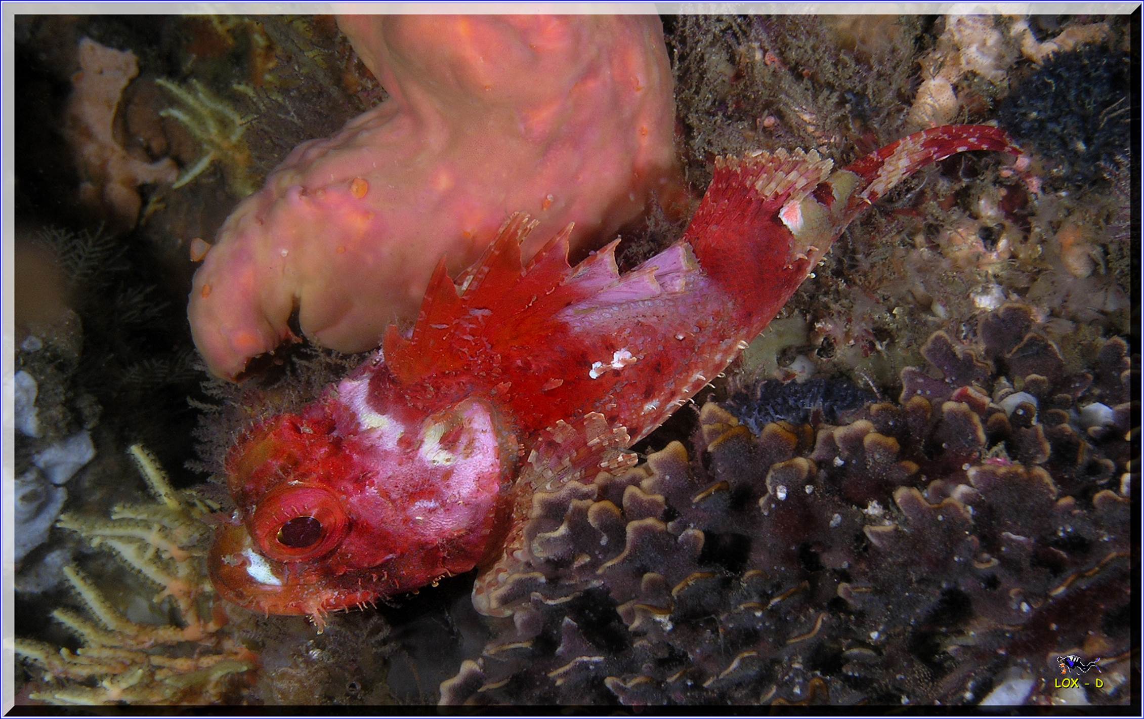 LoxPix Sub-Aqua Image