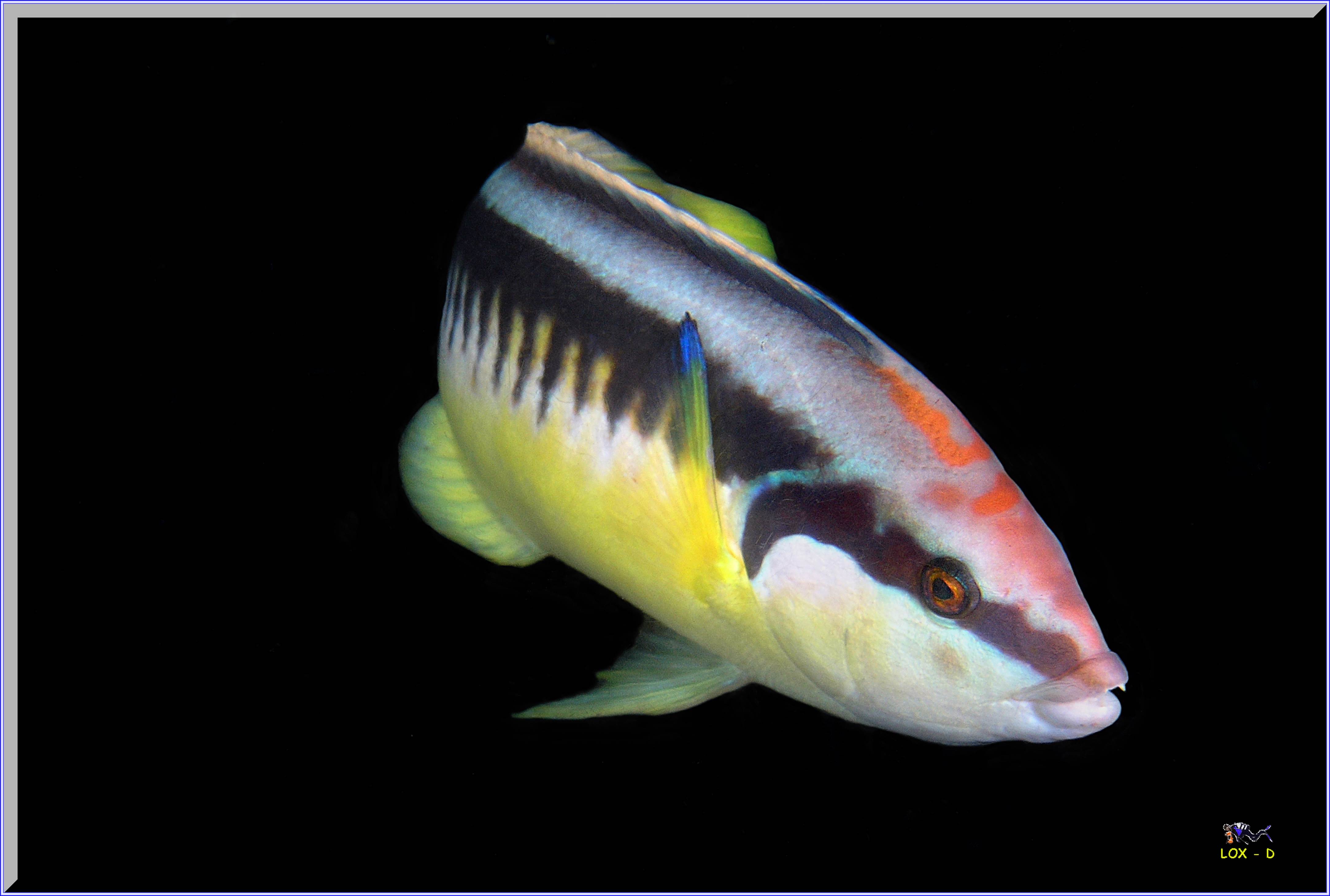 LoxPix Sub-Aqua Image