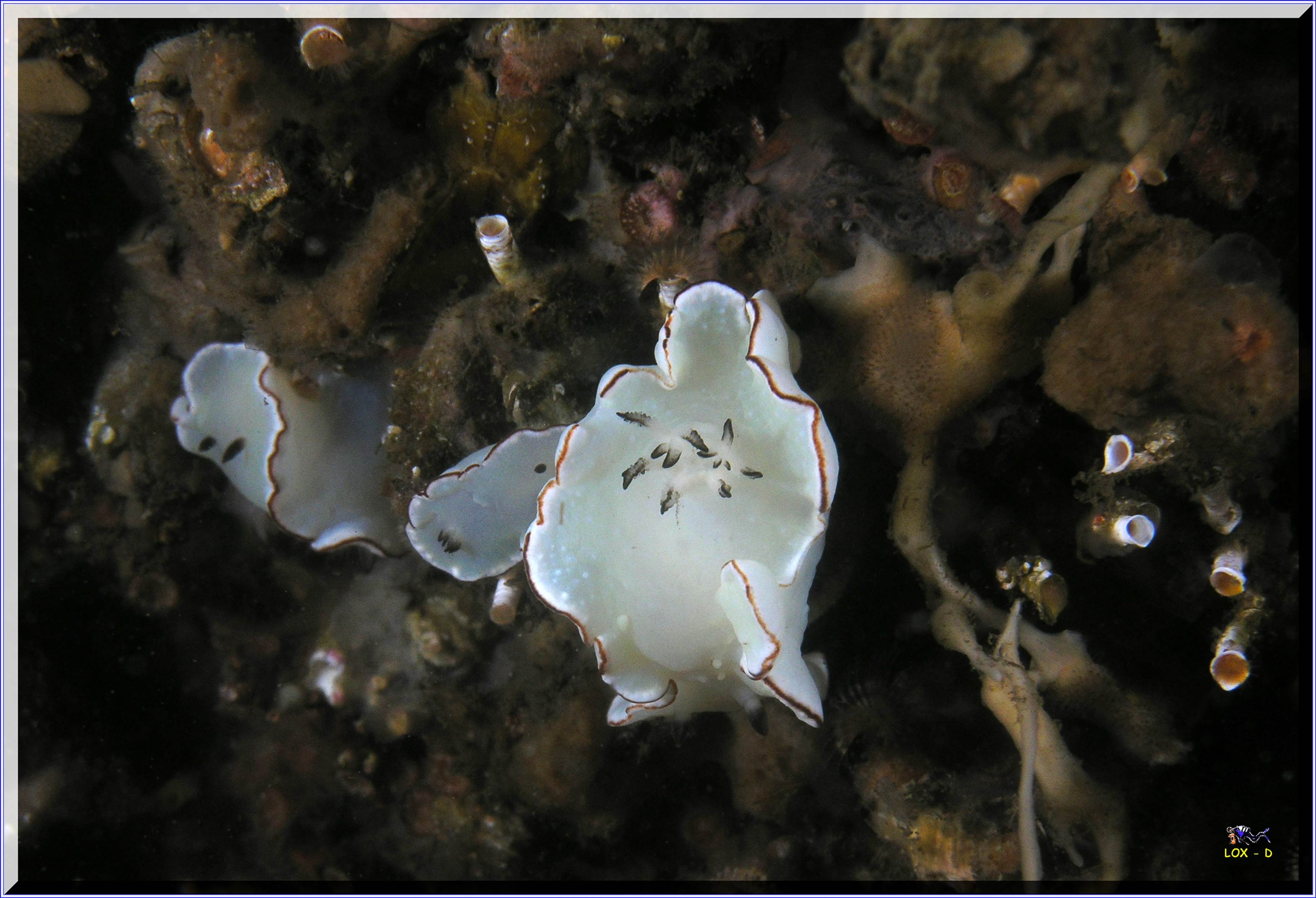 LoxPix Sub-Aqua Image